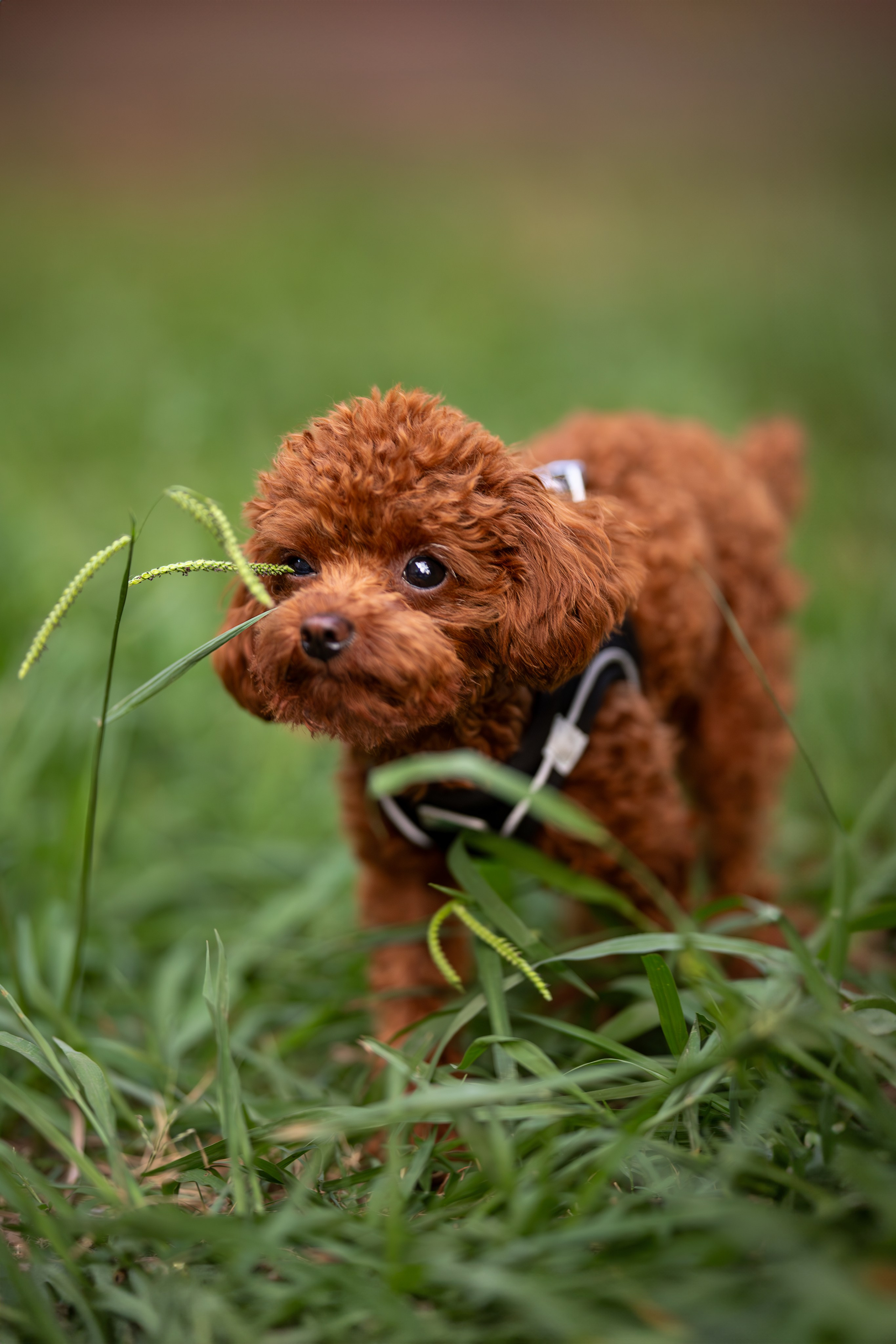 Марик, тикап-пудель. Ирина Голомб|Фотограф-анималист в  Сочи и Калининграде