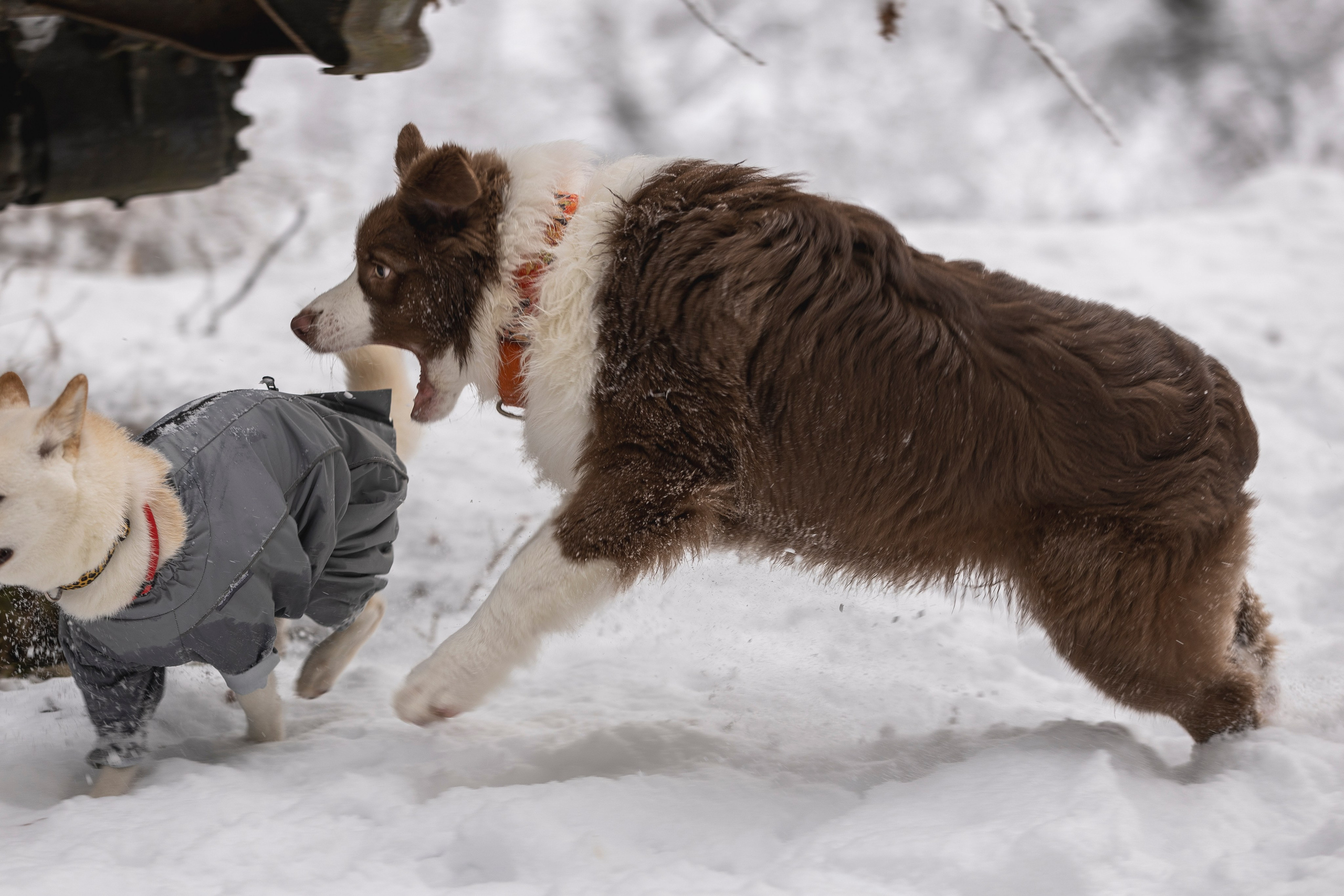 Догтуса Тропа Ефремова. Ирина Голомб|Фотограф-анималист в  Сочи и Калининграде