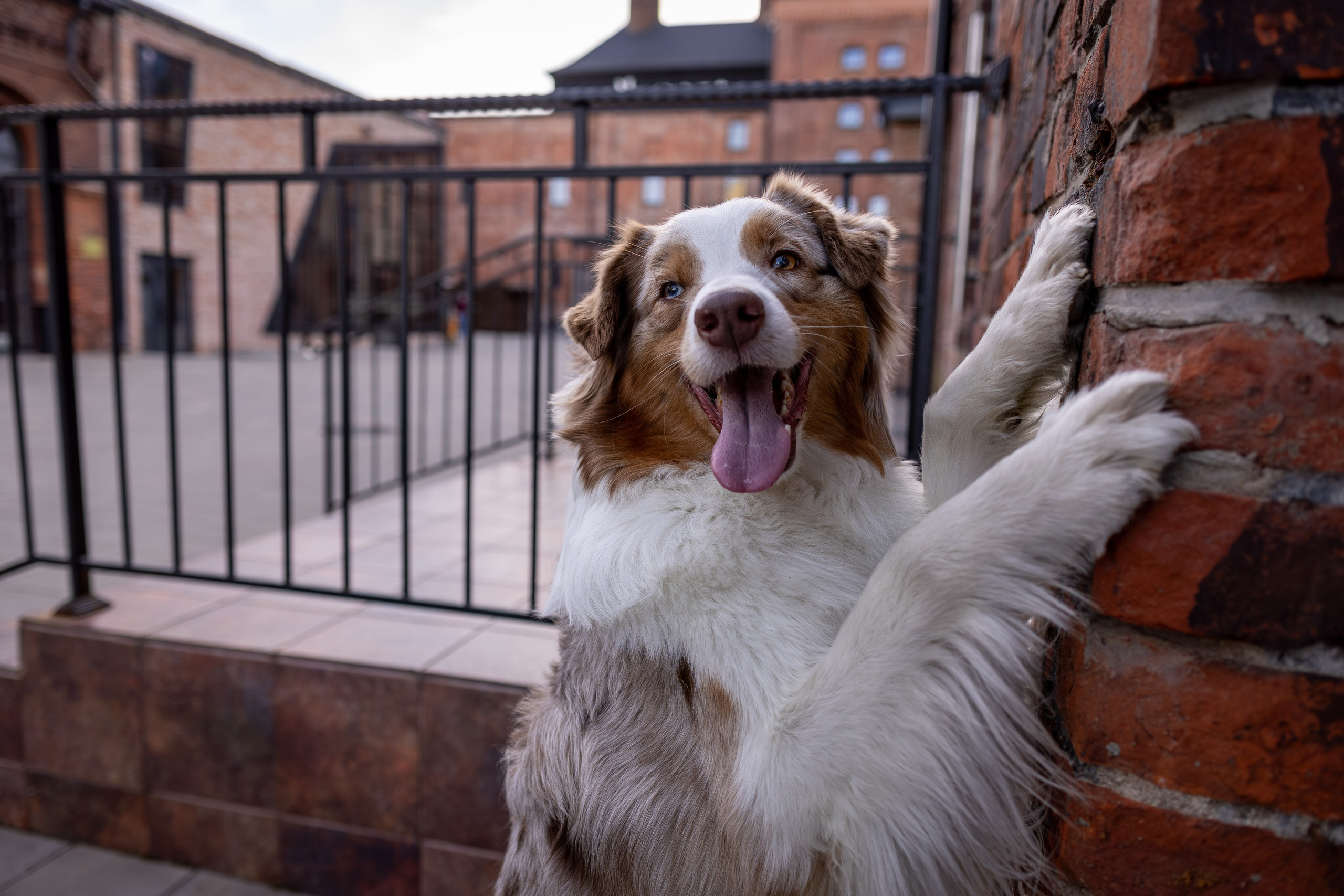 Полли, Австралийская Овчарка. Ирина Голомб|Фотограф-анималист в  Сочи и Калининграде