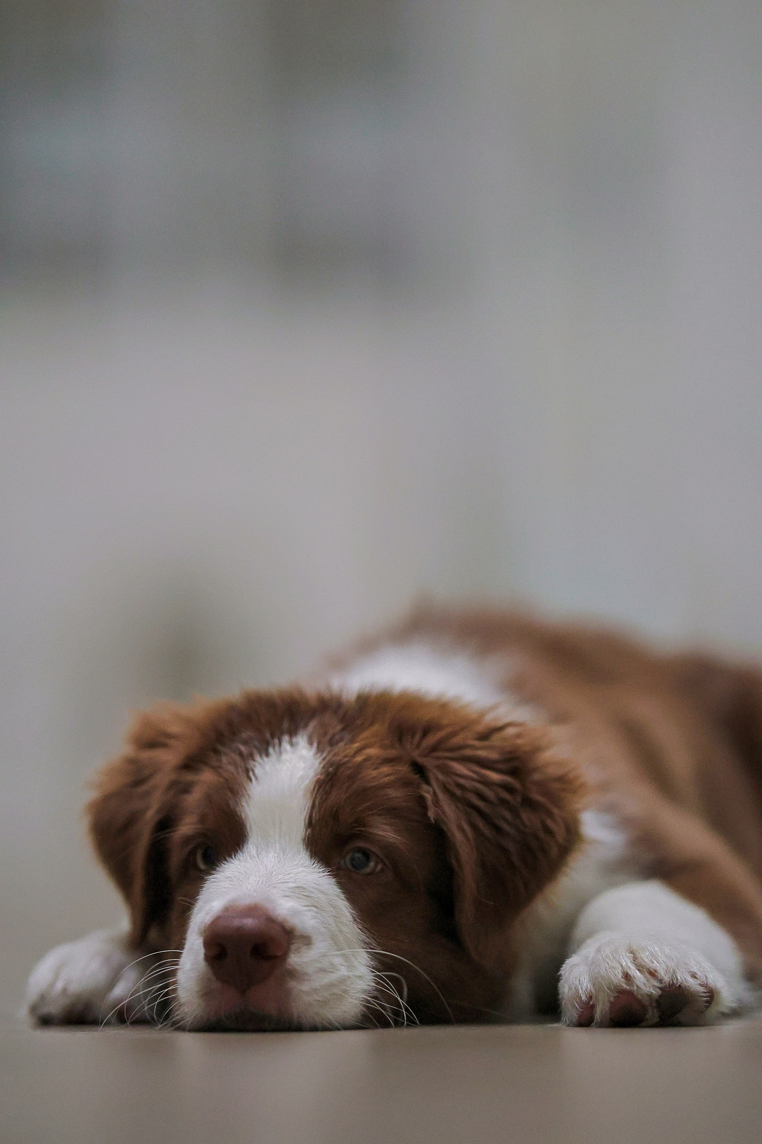 Дин, Австралийская Овчарка. Ирина Голомб|Фотограф-анималист в  Сочи и Калининграде