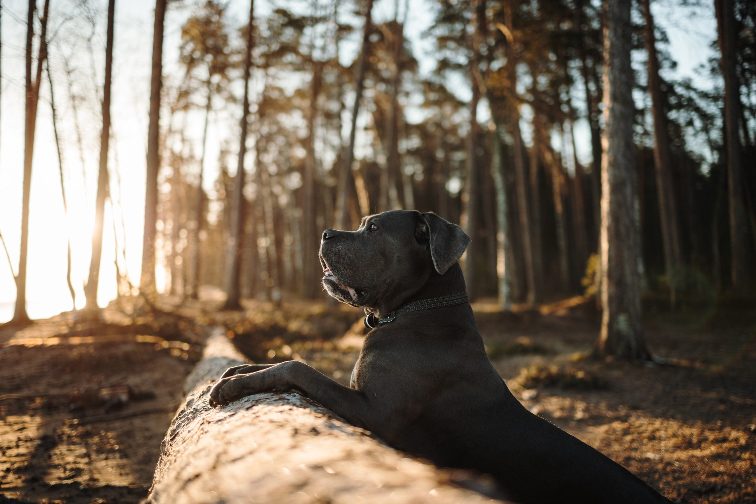 Анна и Лана. Фотограф — Анималист | Санкт-Петербург