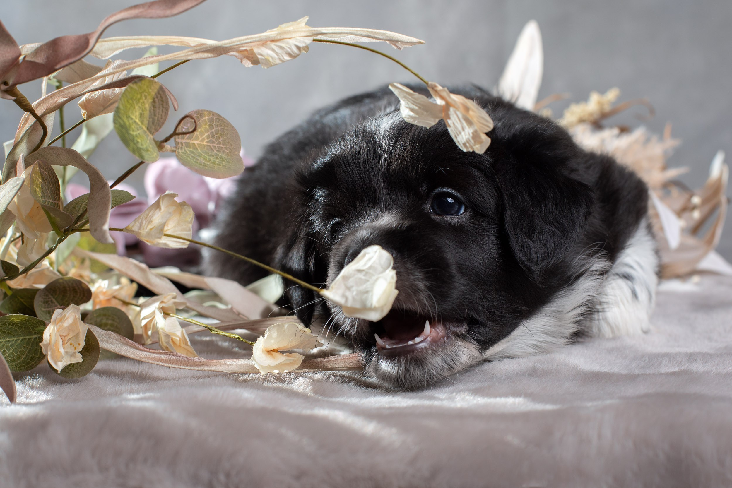 Фотосет помёта щенков для заводчиков. Фотограф-анималист в Москве и Московской области Татьяна Фролова