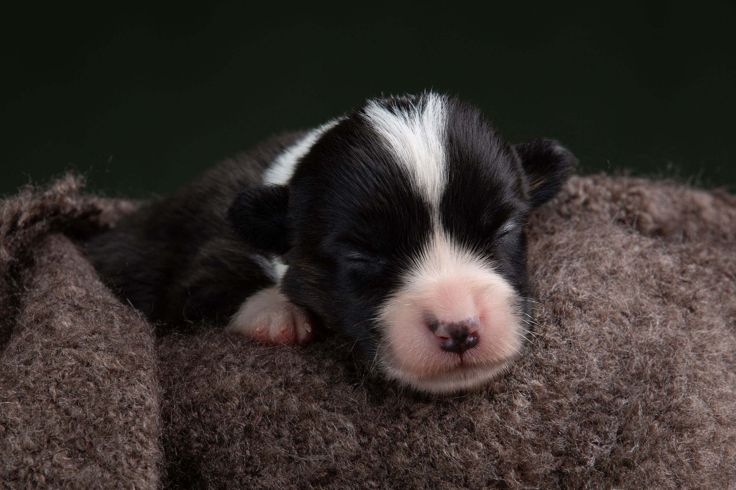 Ньюборн фотосъемка для помета вельш корги кардиганов. Фотограф-анималист в Москве и Московской области Татьяна Фролова