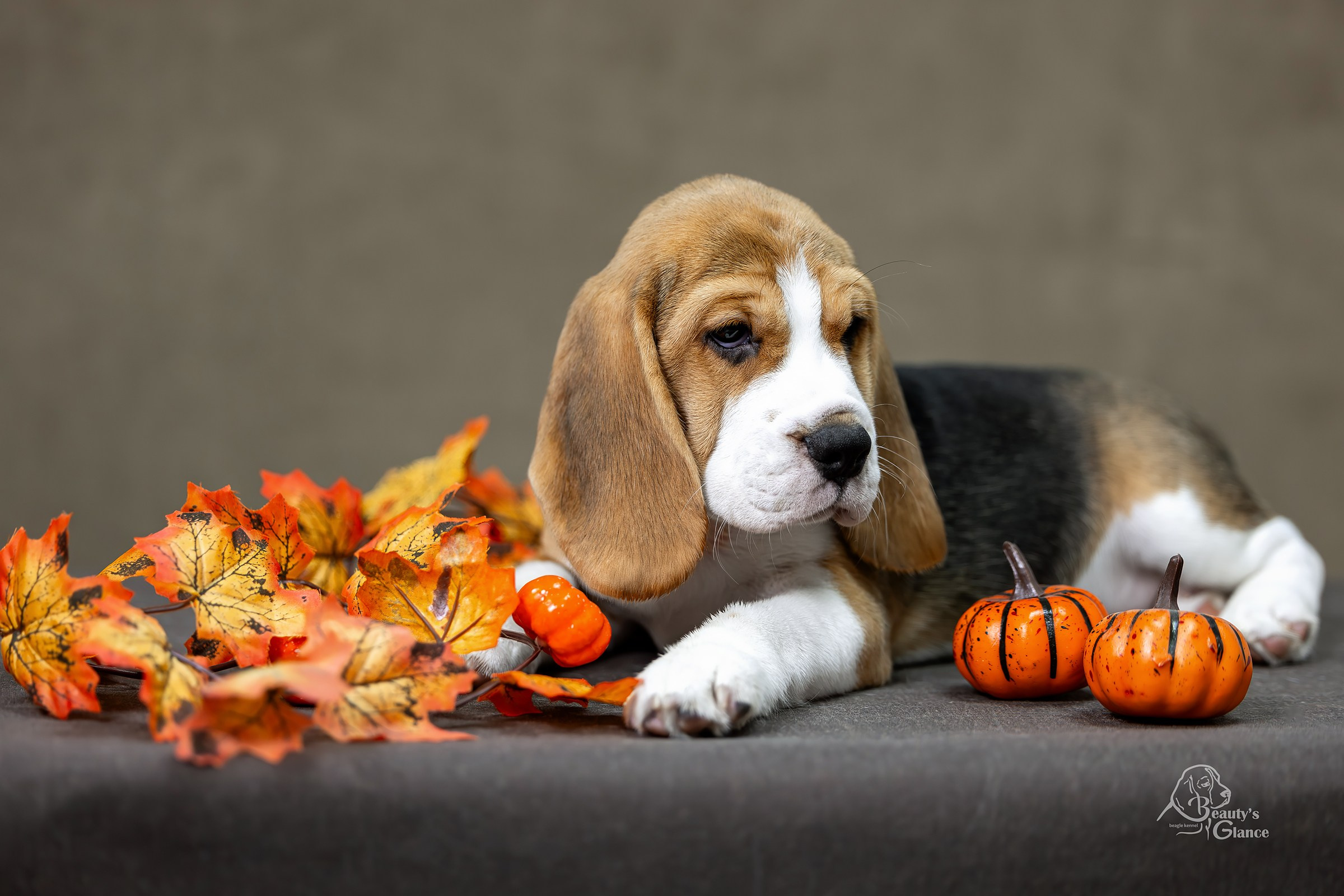 Услуги. Htykk_photo