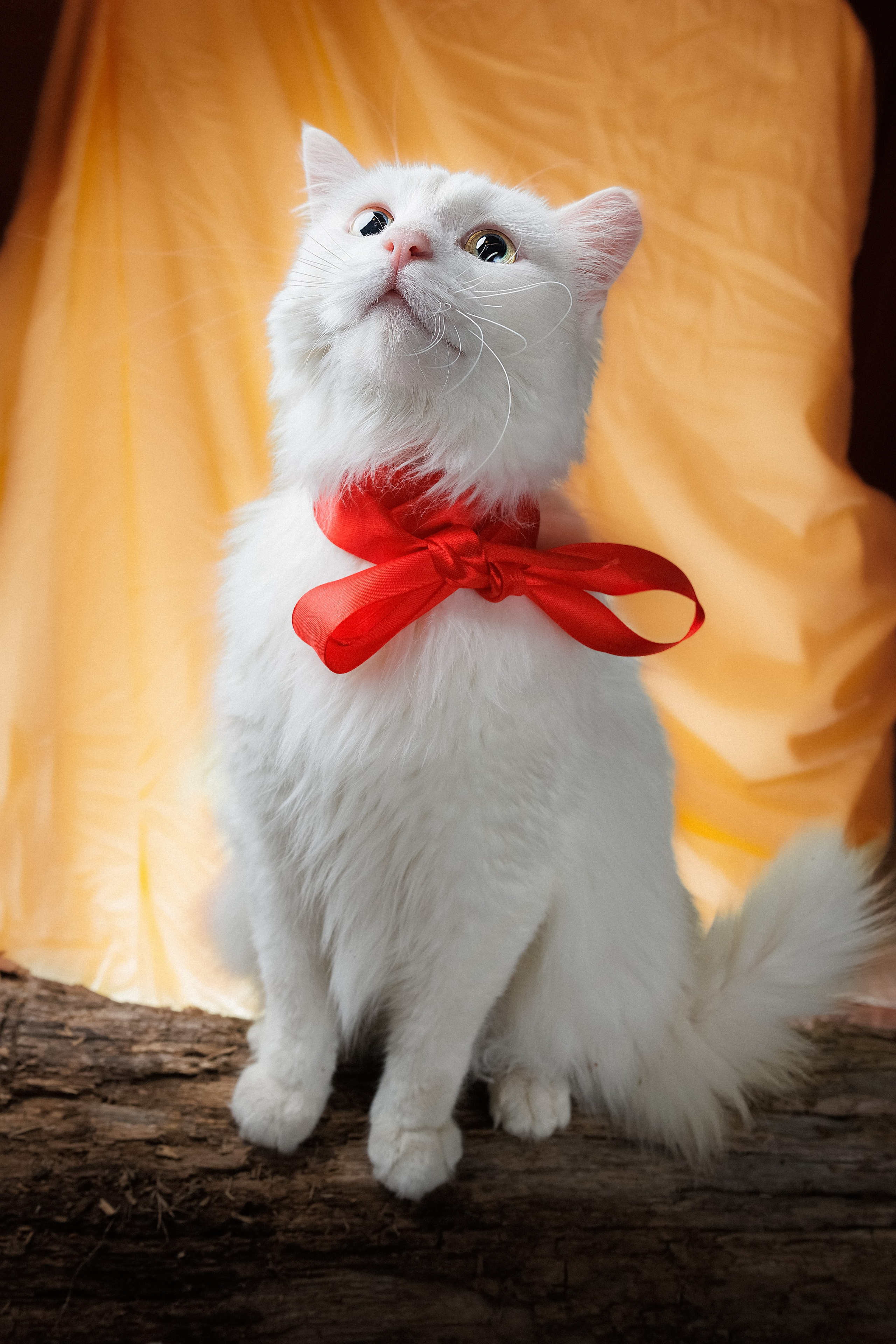 Портреты ваших питомцев. Коммерческий, рекламный фотограф в Уфе Сергей Крайкин