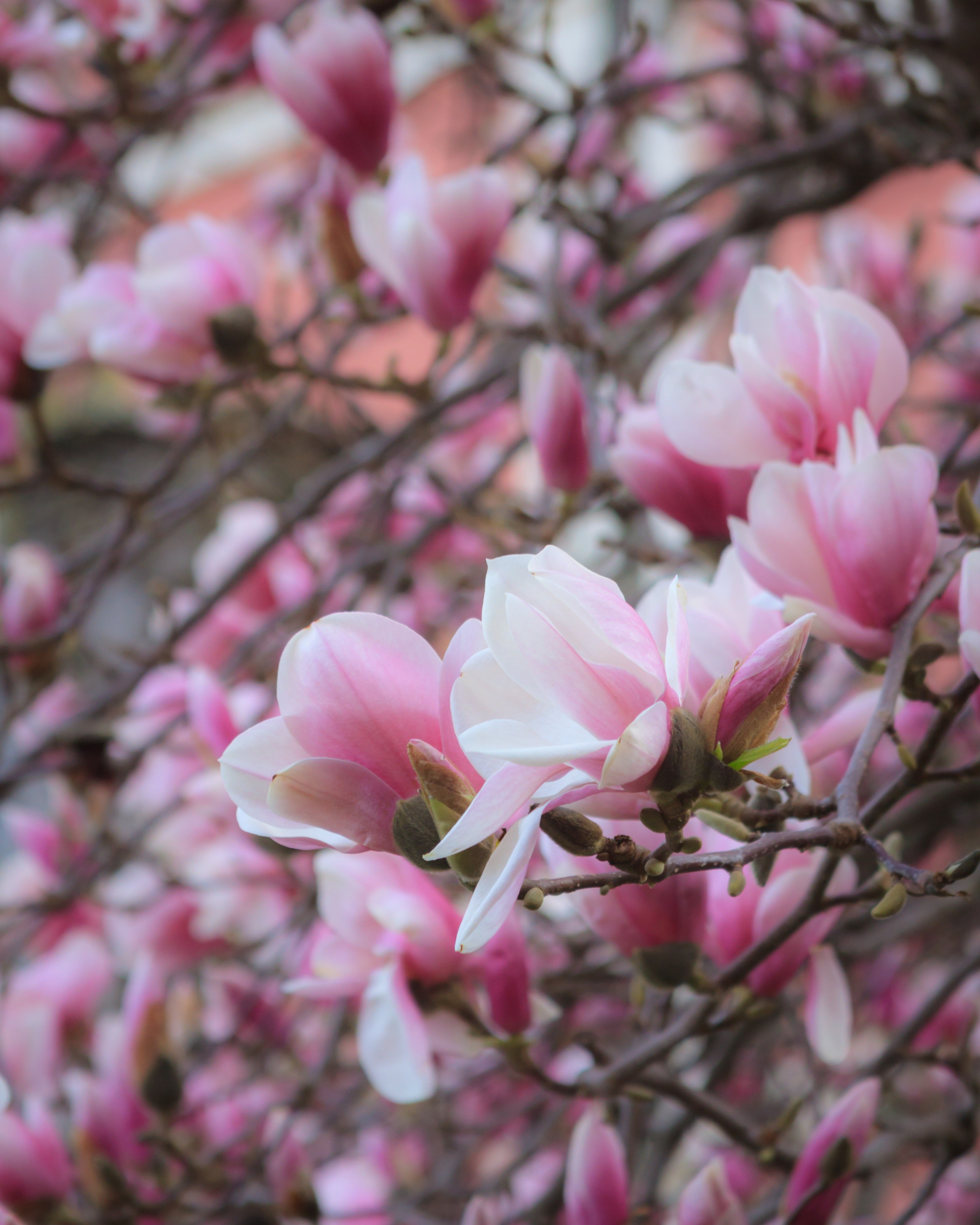 Цветение магнолии в Ессентуках. Пейзажный и архитектурный фотограф юга России