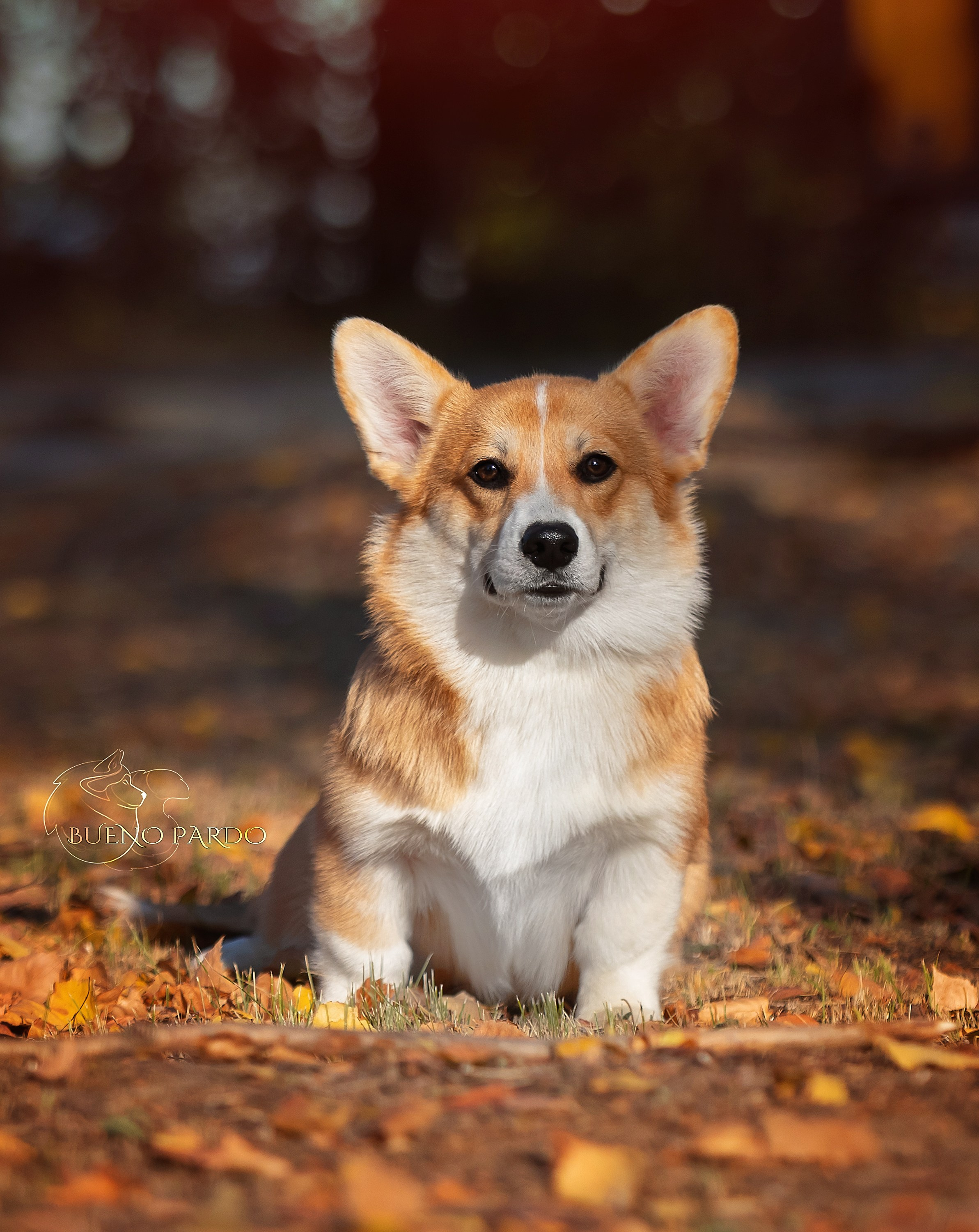 Щенки вельш корги пемброк из питомника. Питомник собак Акита, Хаски, Корги