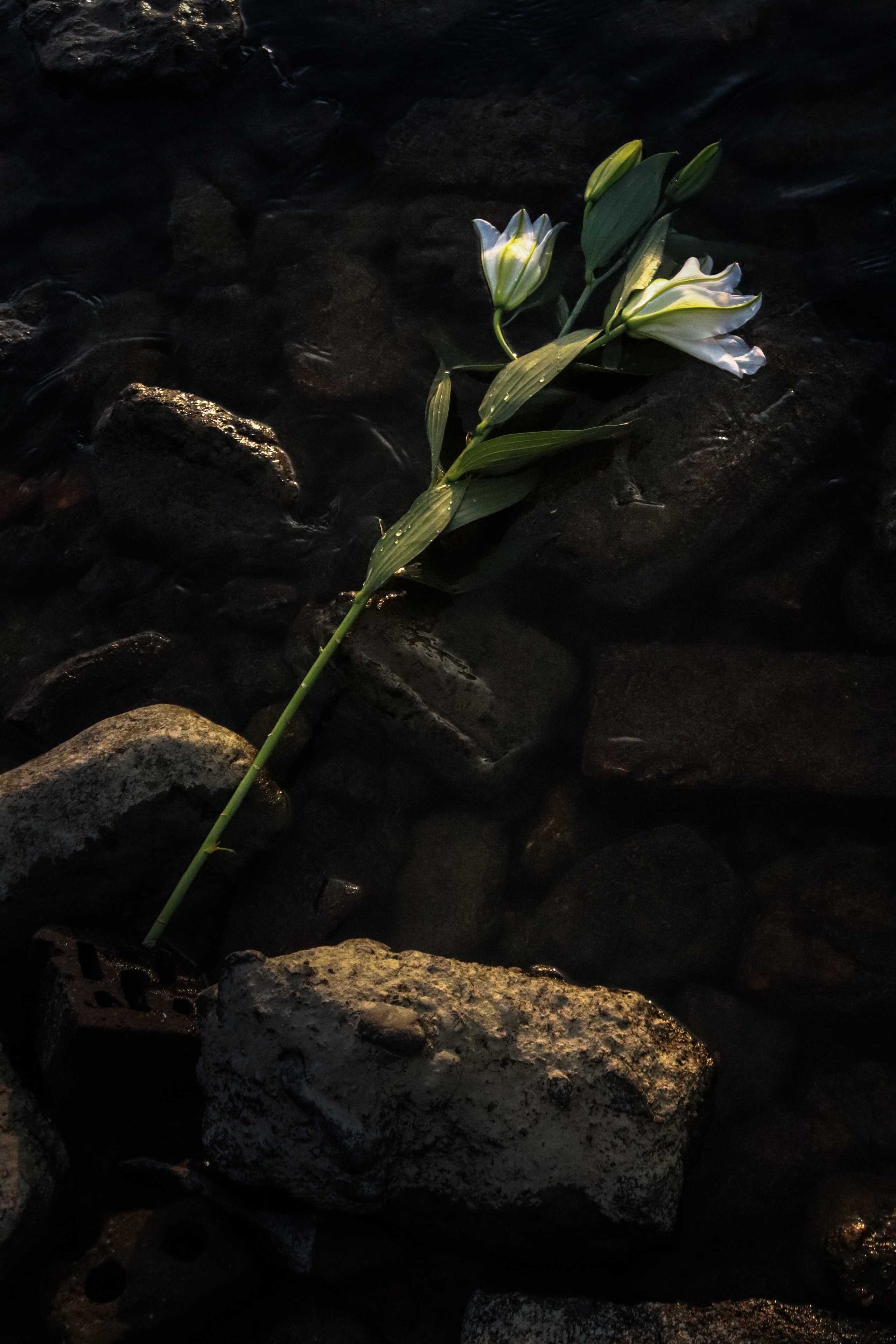 Venus as a boy. Полина Щапова БМК235 Медиаком — НИУ ВШЭ