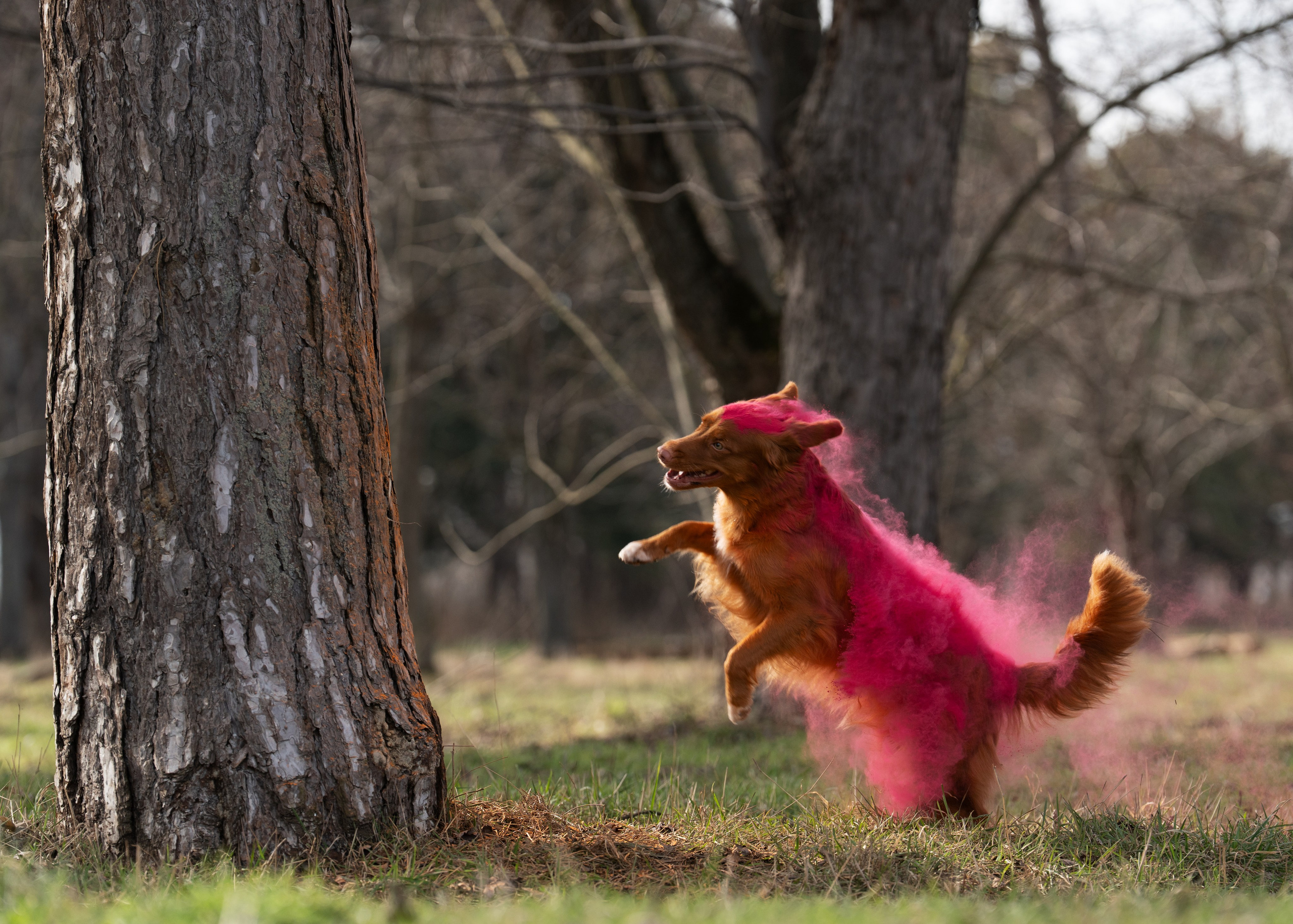 фотосессия собаки в красках холли 