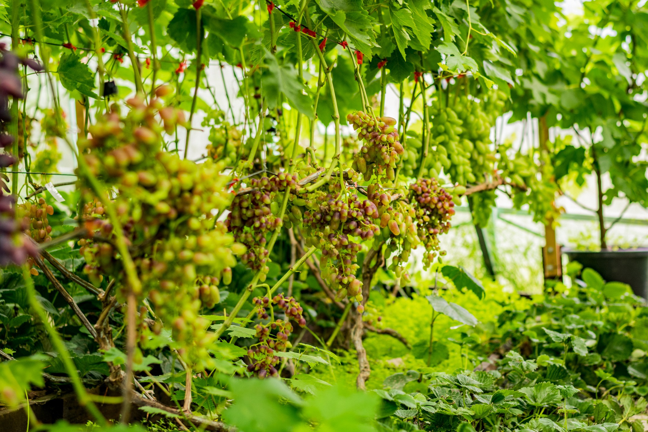 Антон Курдюмов фотограф в Хабаровске Рина Курдюмова фото27 foto27 Антон Дорофеев репортажный репортаж документалист Тони и Рина фотосоздатели Виноградники Хехцир 2024 Хабаровск виноград дикий фермер фермерство дачный сезон