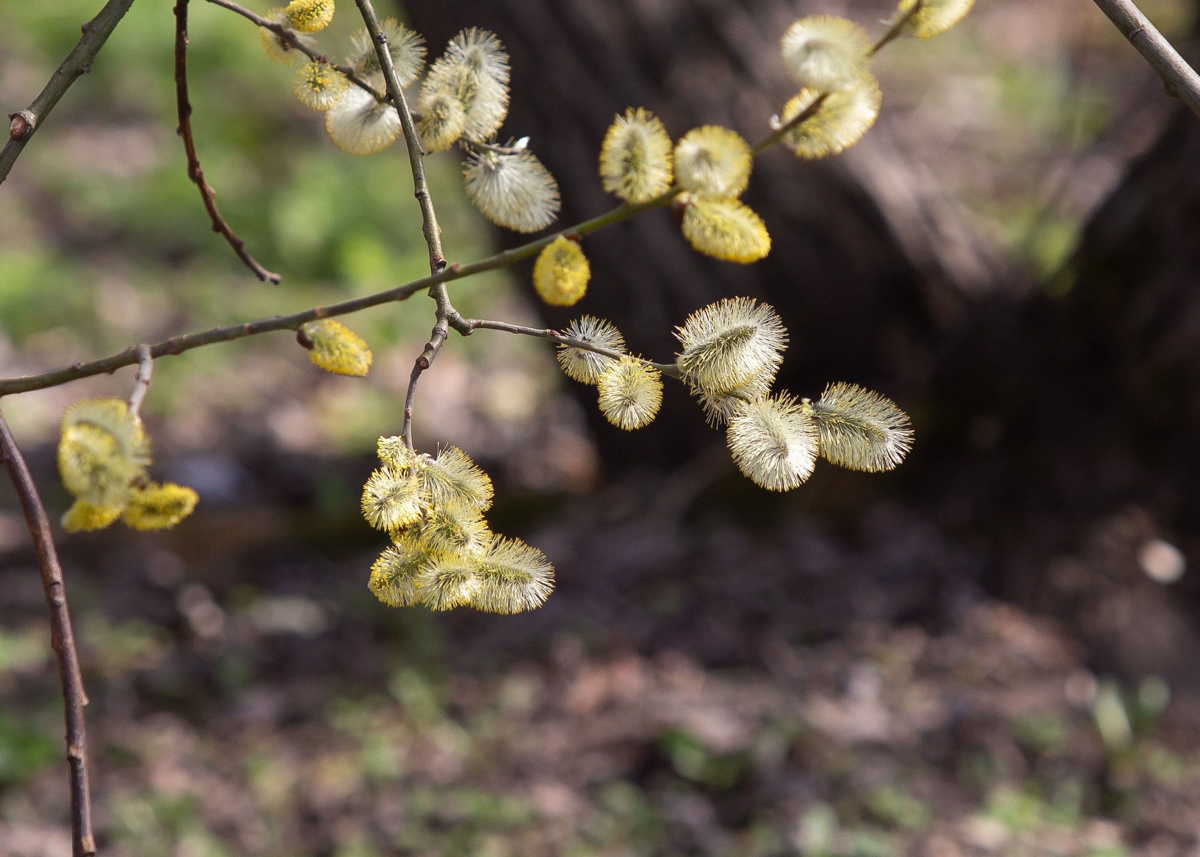Светлана и Денис. Репортажный фотограф в Москве