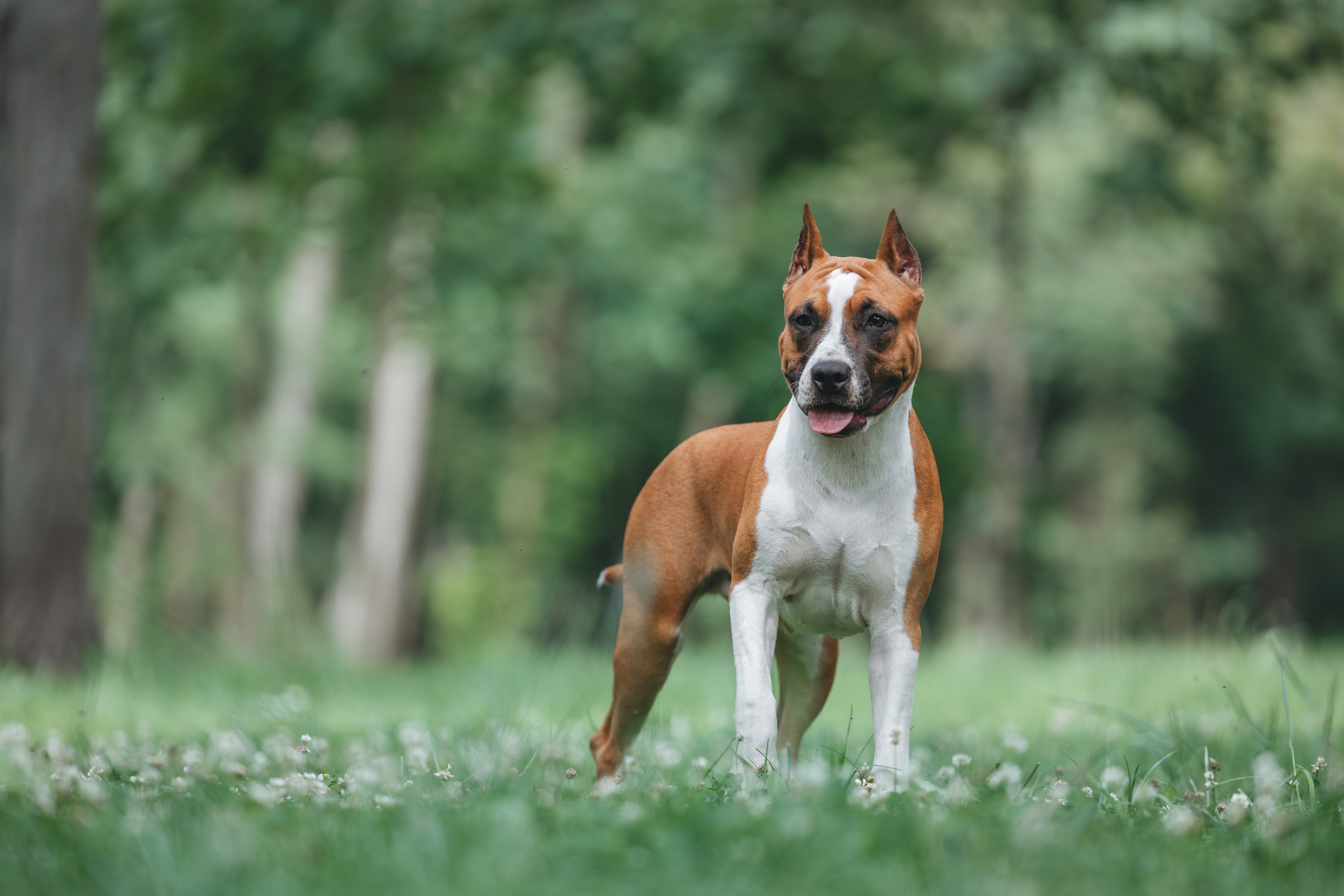Американский стаффордширский терьер. Фотограф Анималист в Москве Анастасия Жучкова