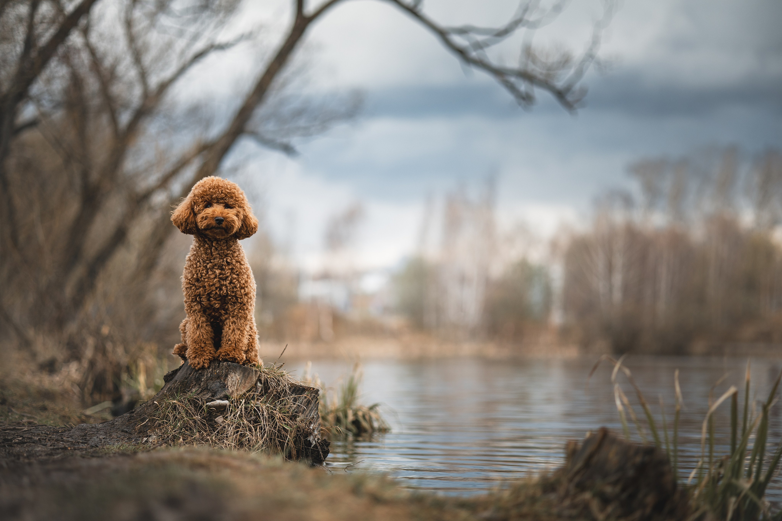 Джек. Фотограф Анималист в Москве Анастасия Жучкова
