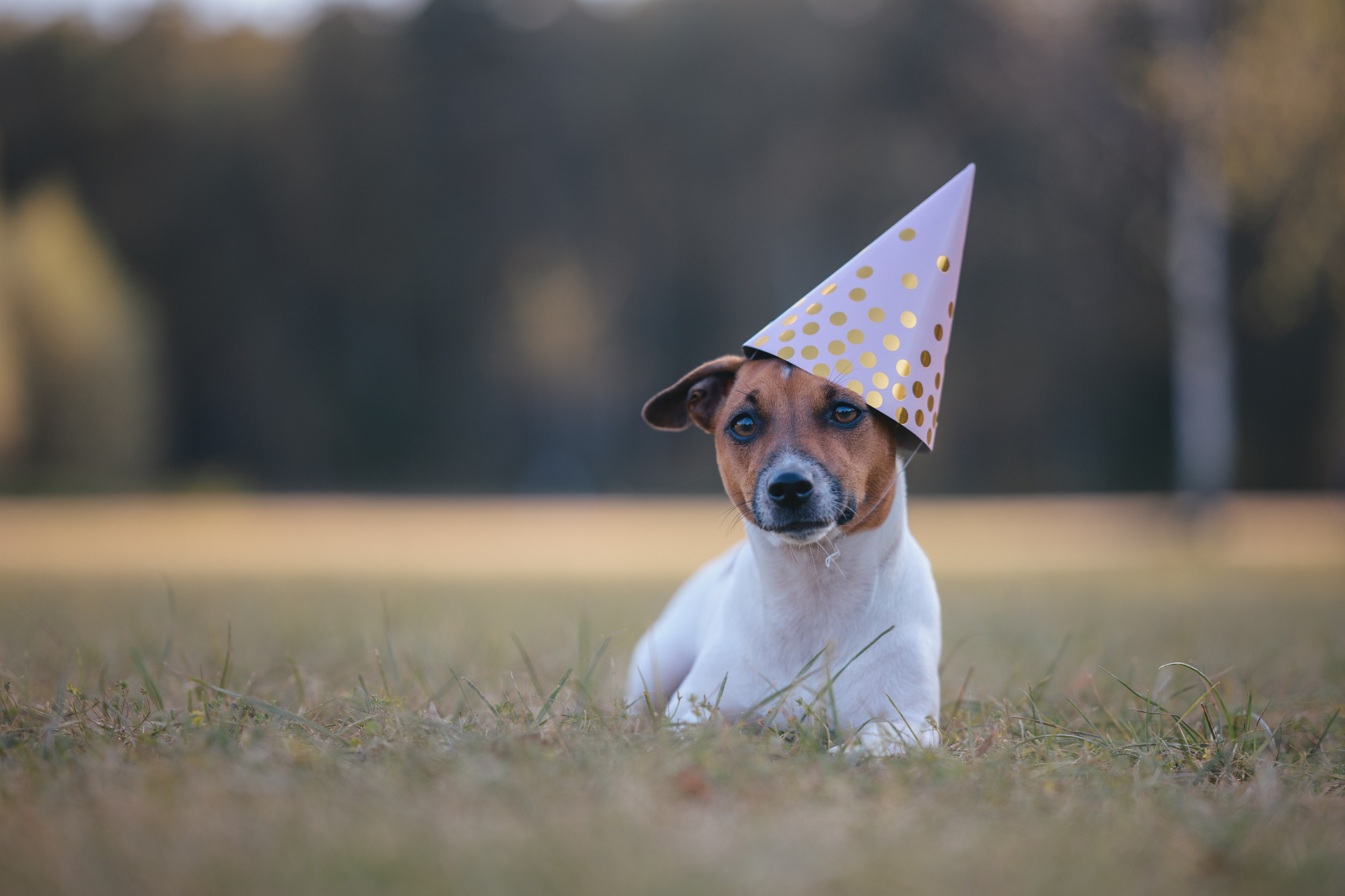 День Рождение. Фотограф Анималист в Москве Анастасия Жучкова
