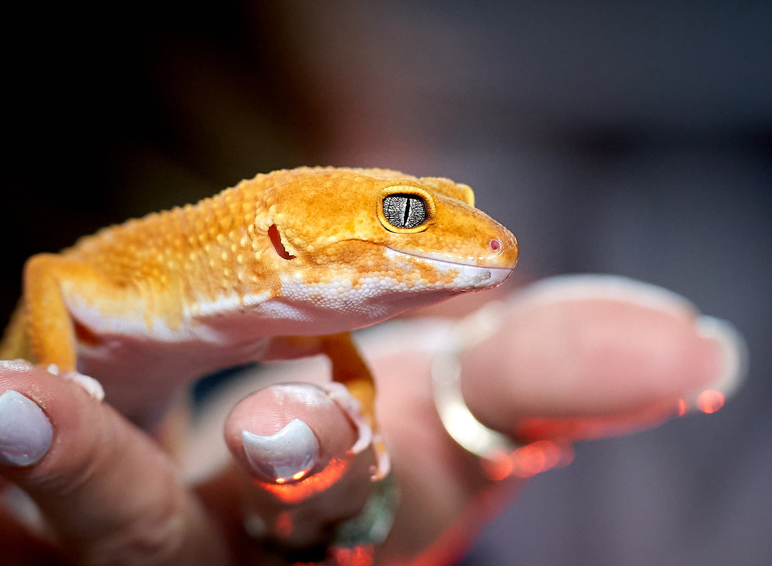 Рептилии — галерея NATRIEL