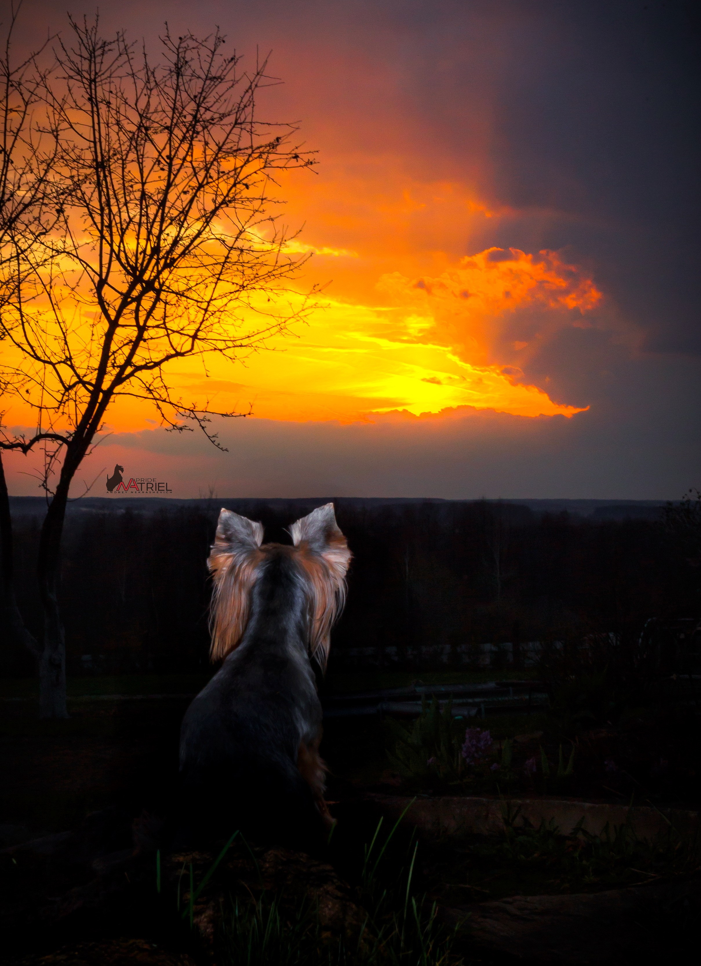 Йоркширский терьер Циля