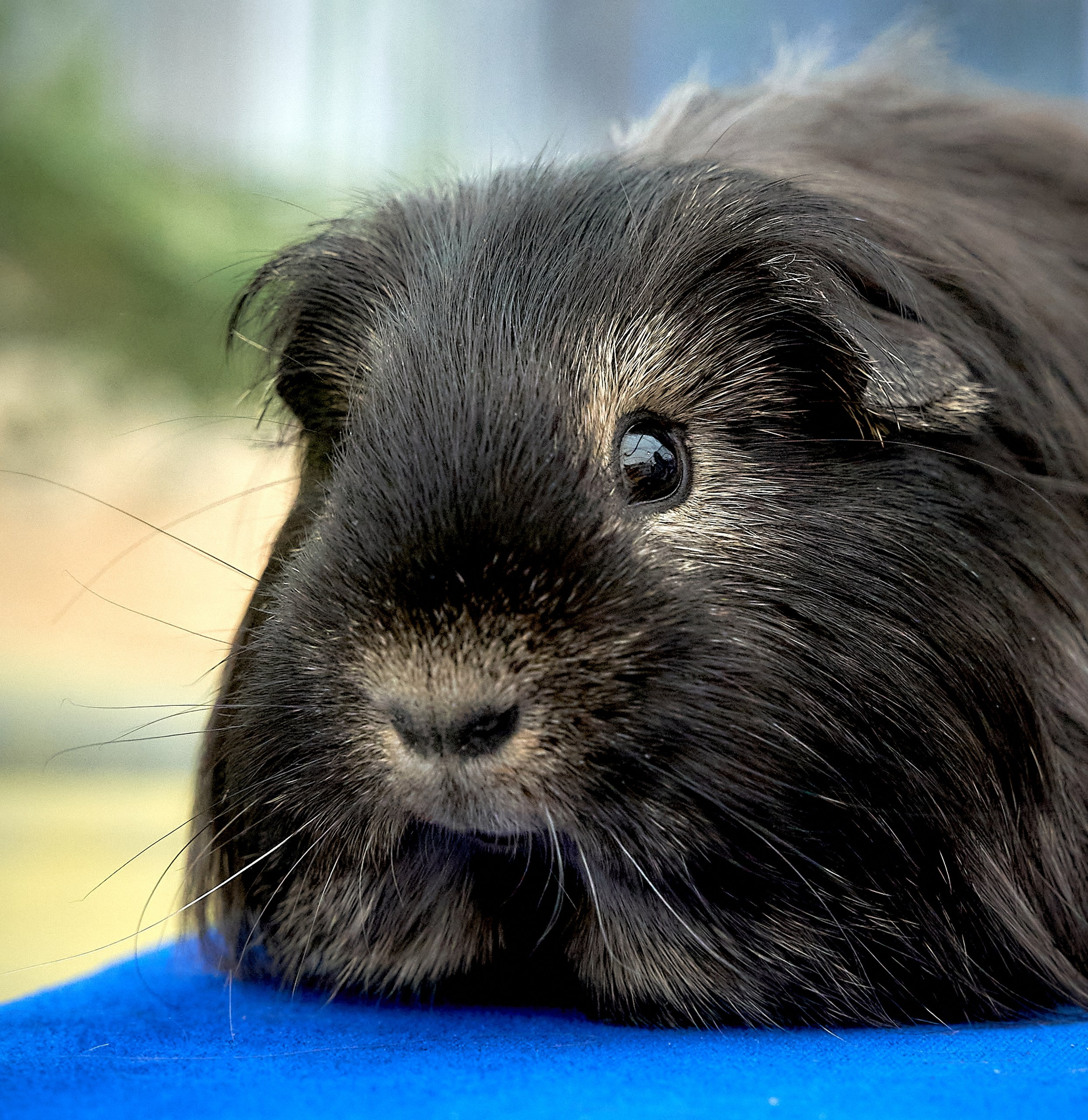 Животные — галерея NATRIEL