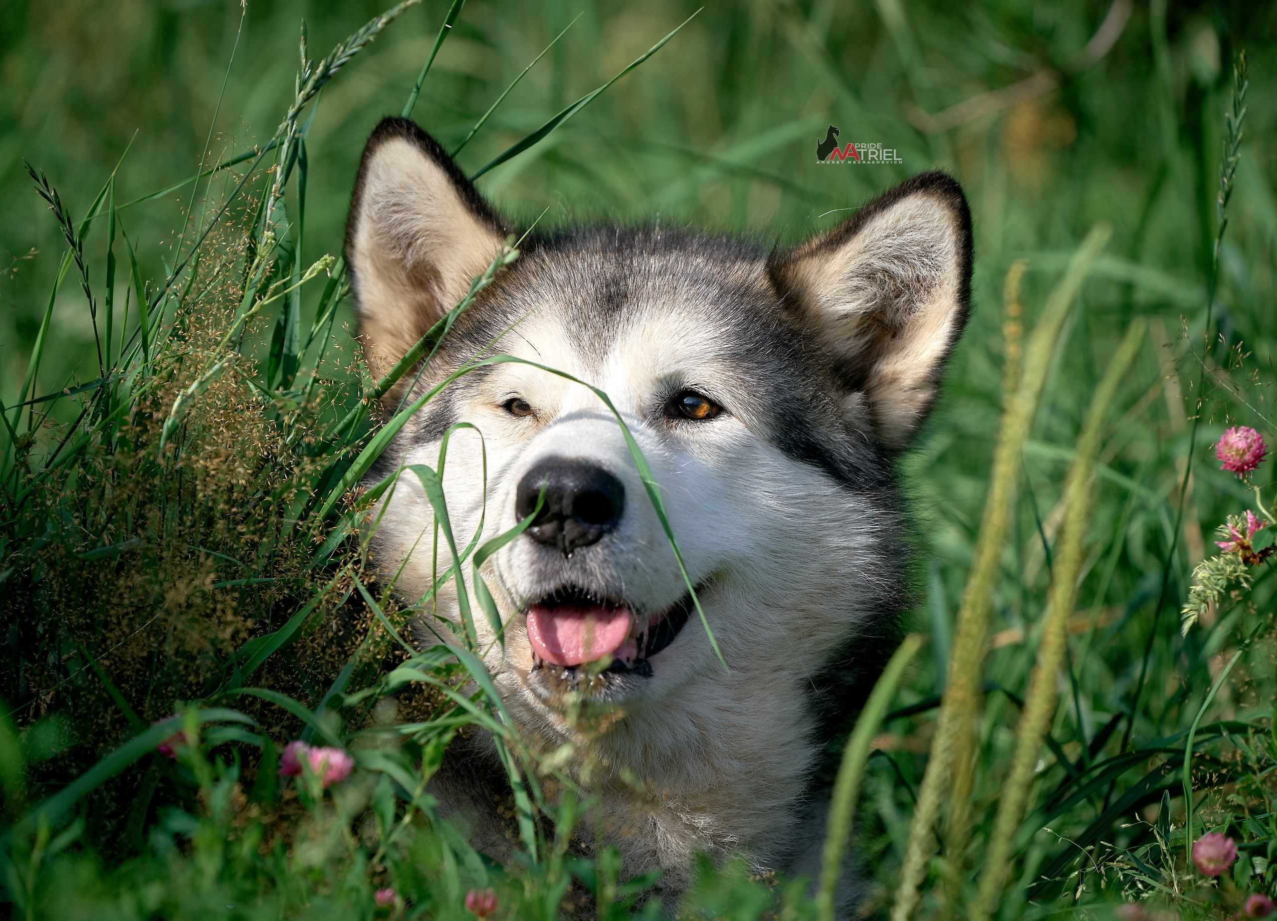 Портреты собак — галерея NATRIEL