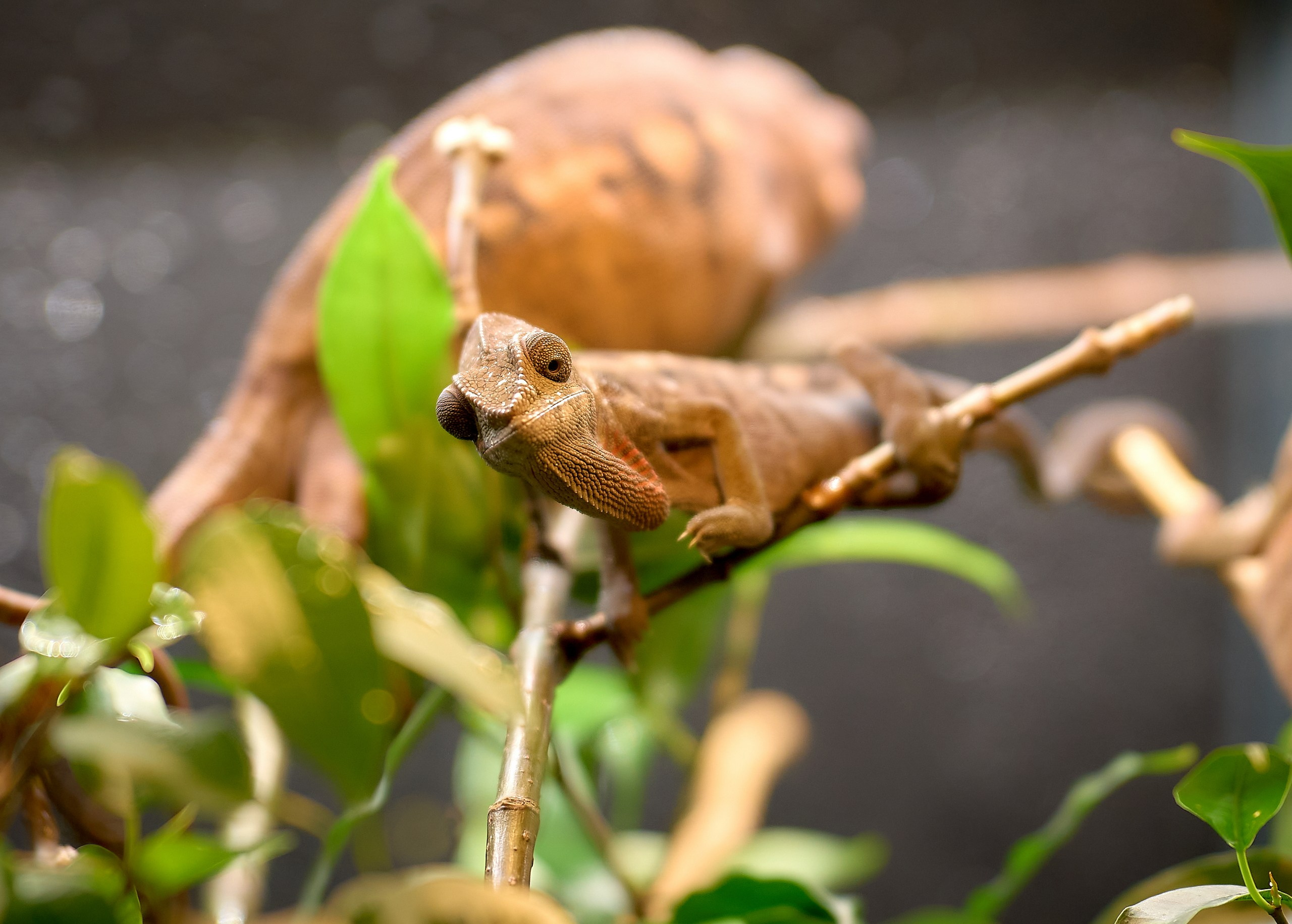 Рептилии — галерея NATRIEL