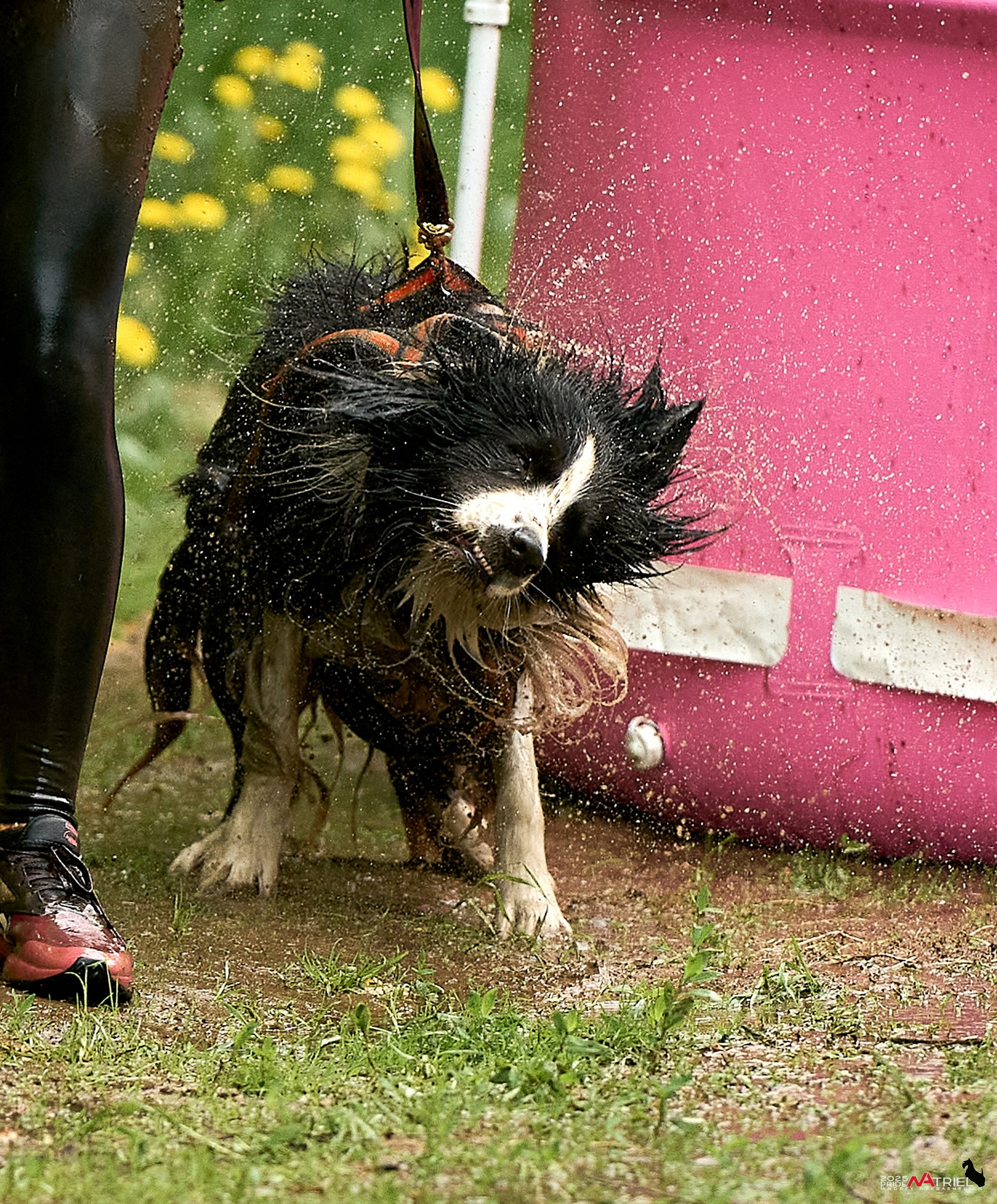 Russian Extreme Dog Trail — 2025