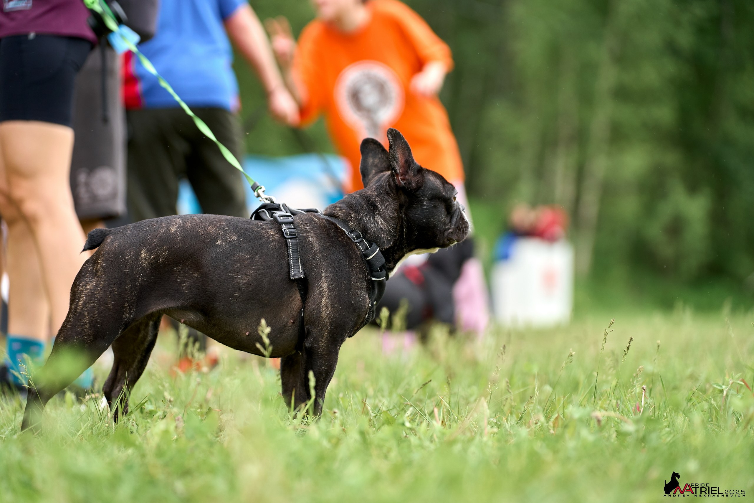 Russian Extreme Dog Trail — 2025