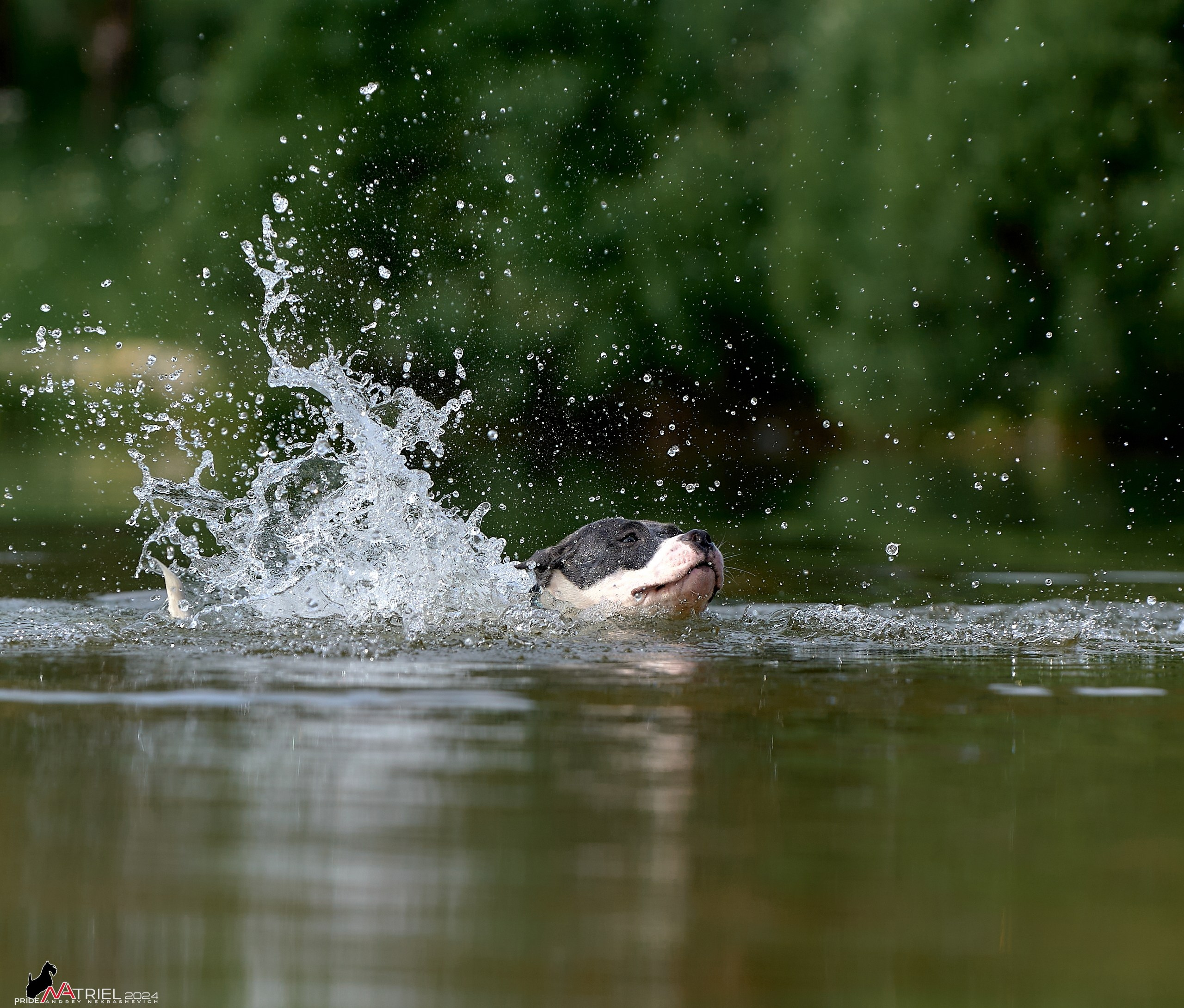 Фотопрогулка с булли