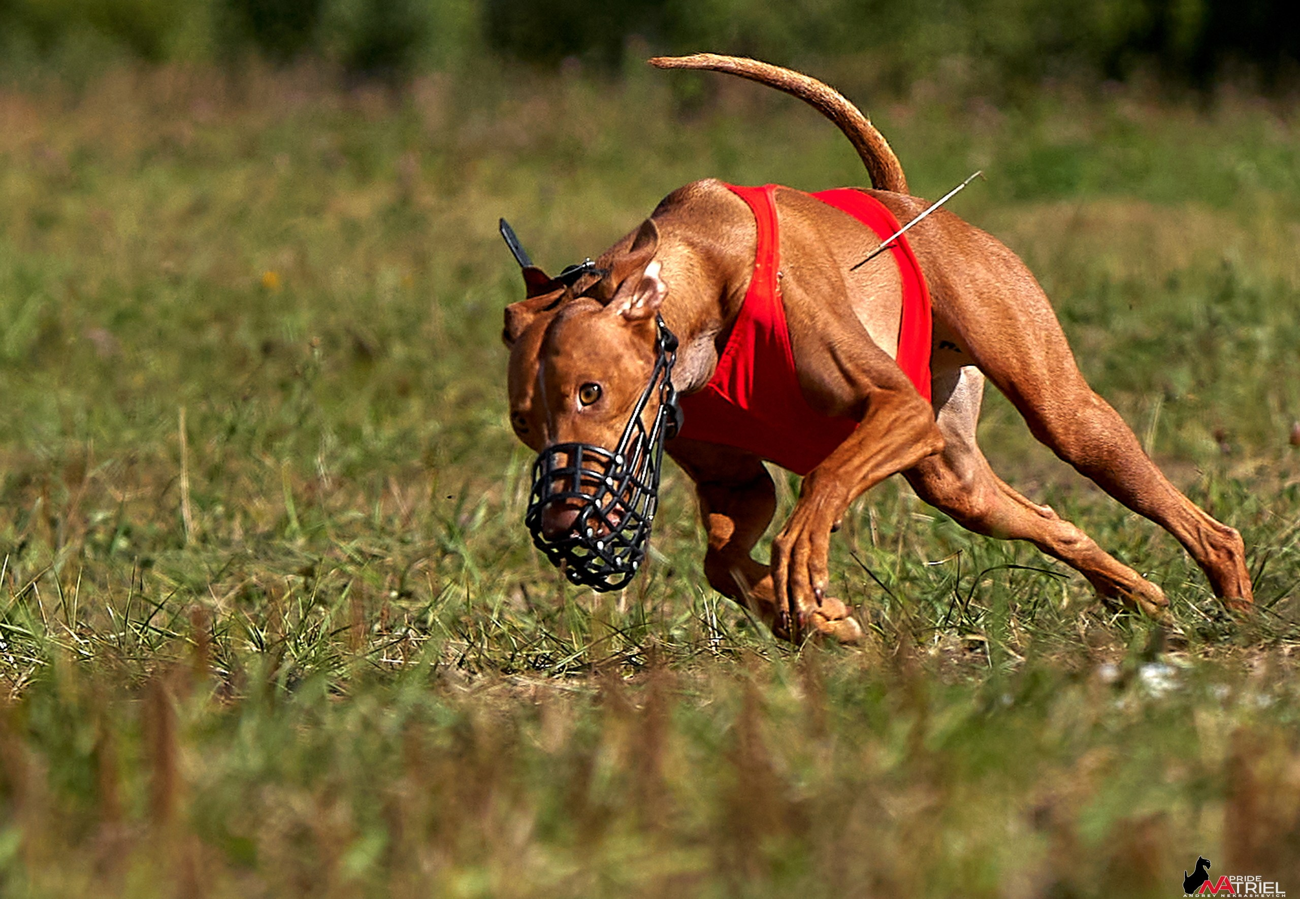 Съемка курсинг — галерея NATRIEL