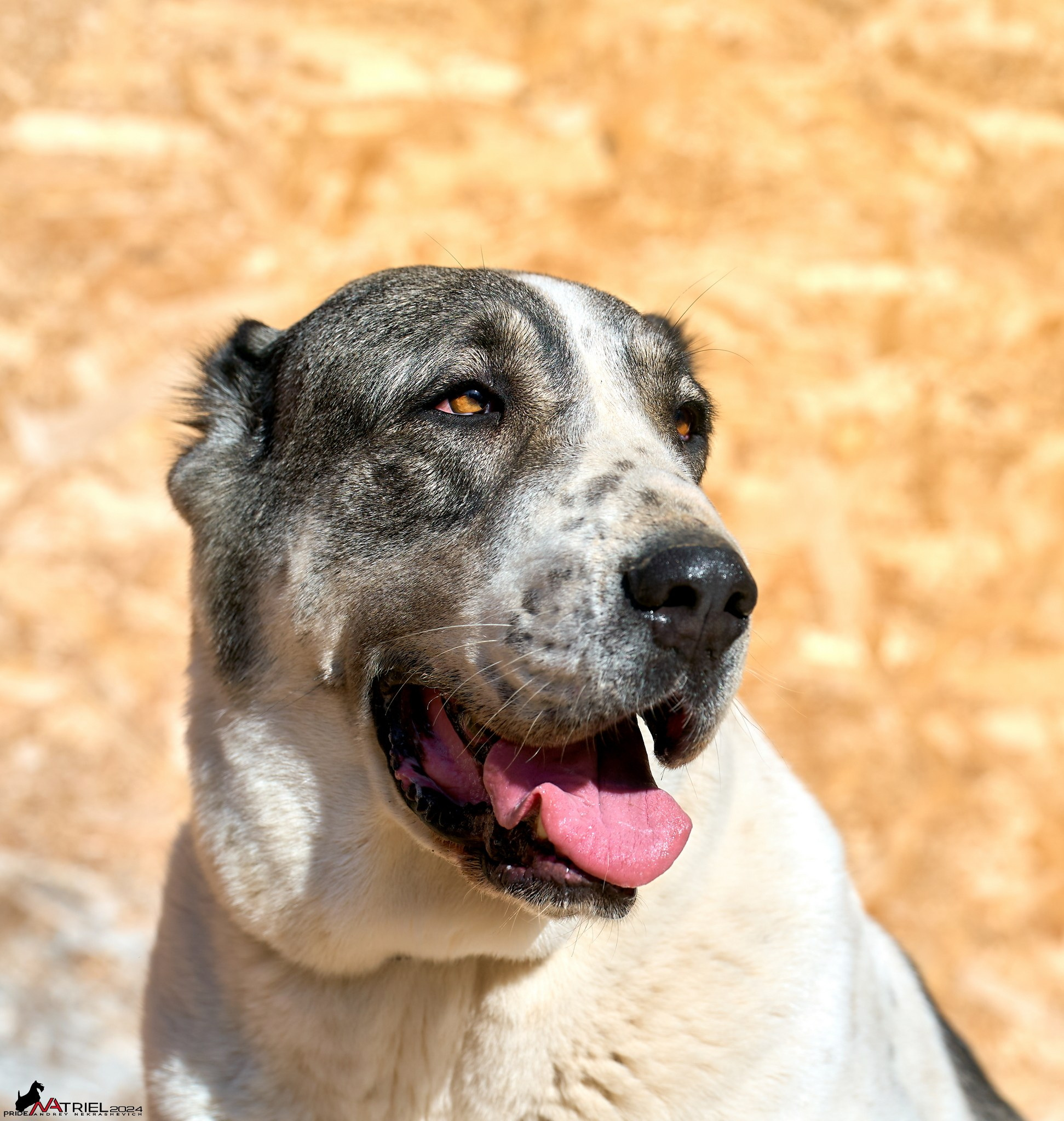 Съемка собак в питомнике