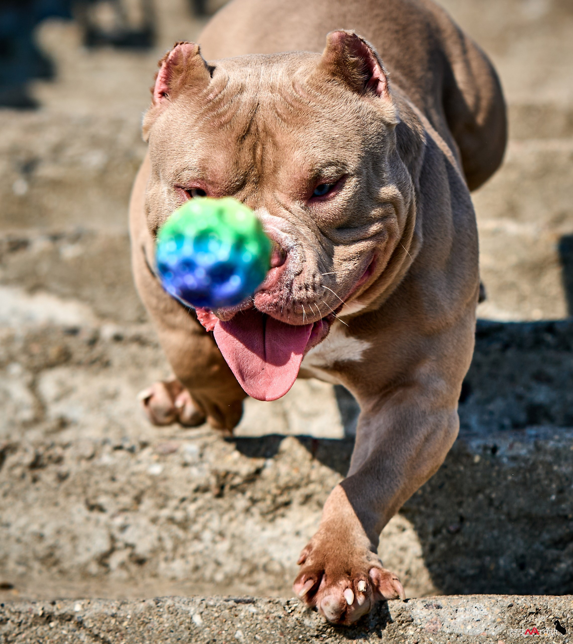 Съемка собак породы булли на природе