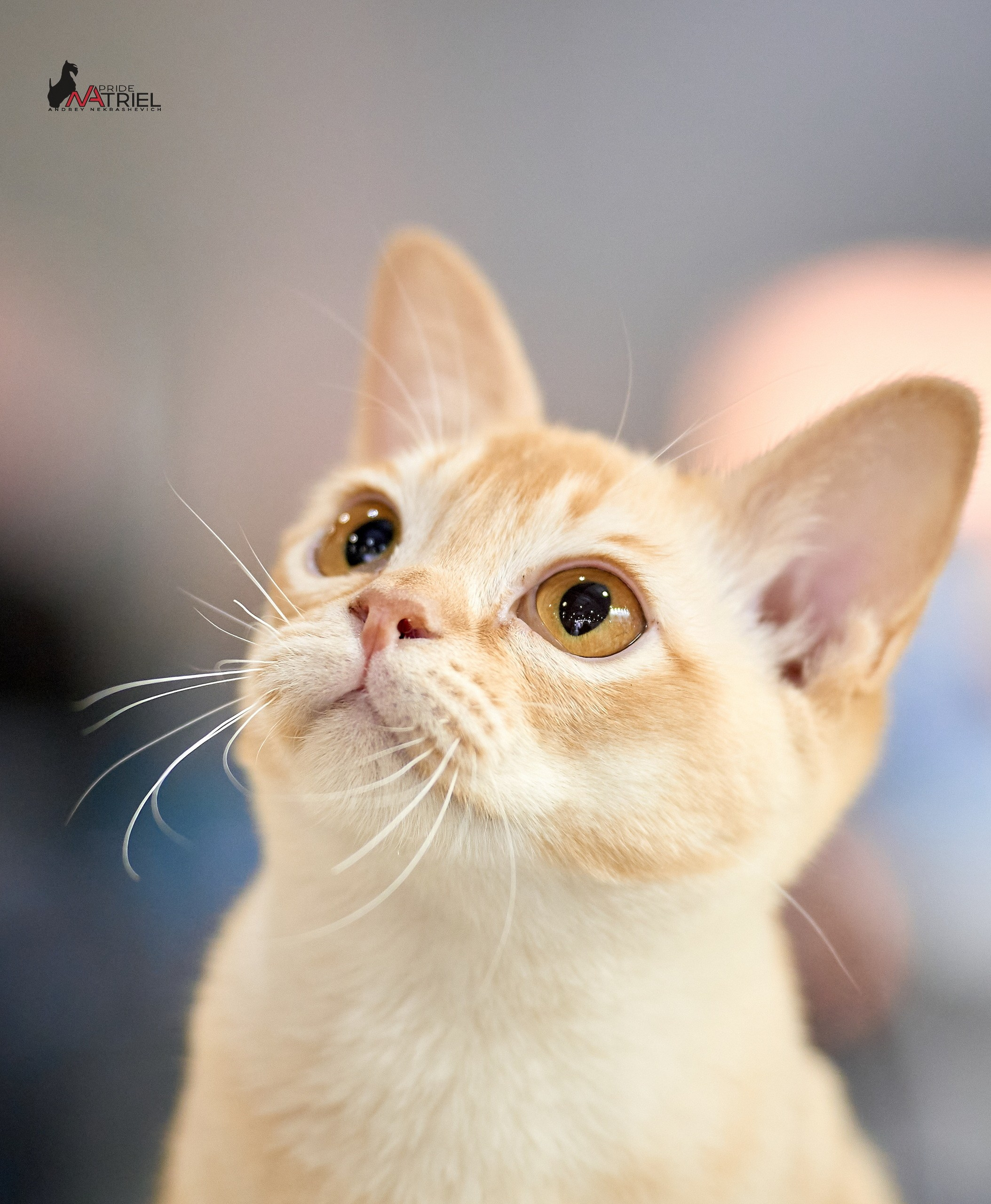 Кошки на выставках — галерея NATRIEL