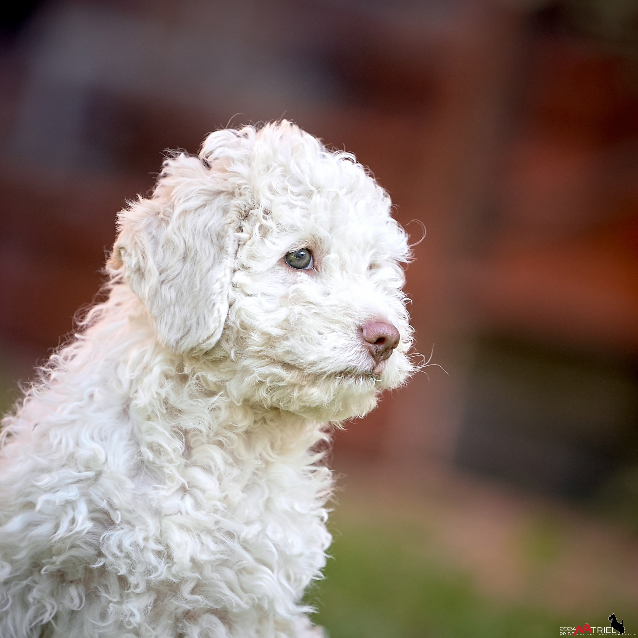Съемка щенков лаготто на природе