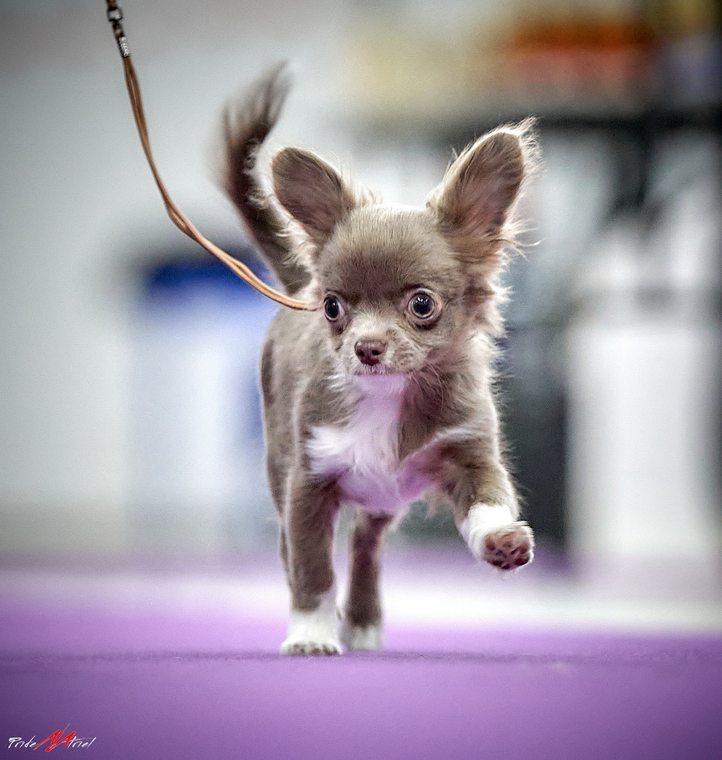 Щенки на прогулке — галерея NATRIEL