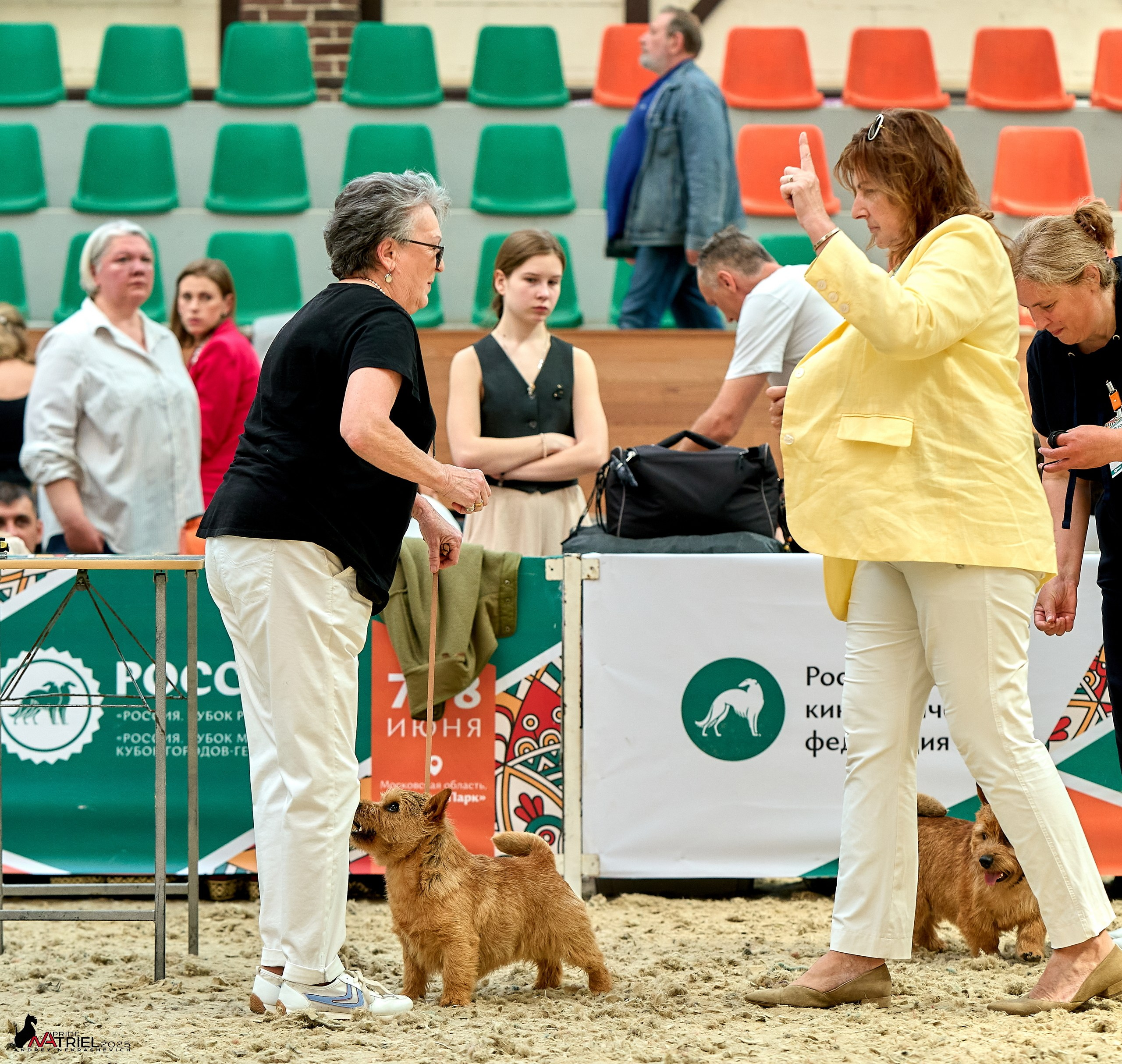 Выставка собак РОССИЯ — 2025