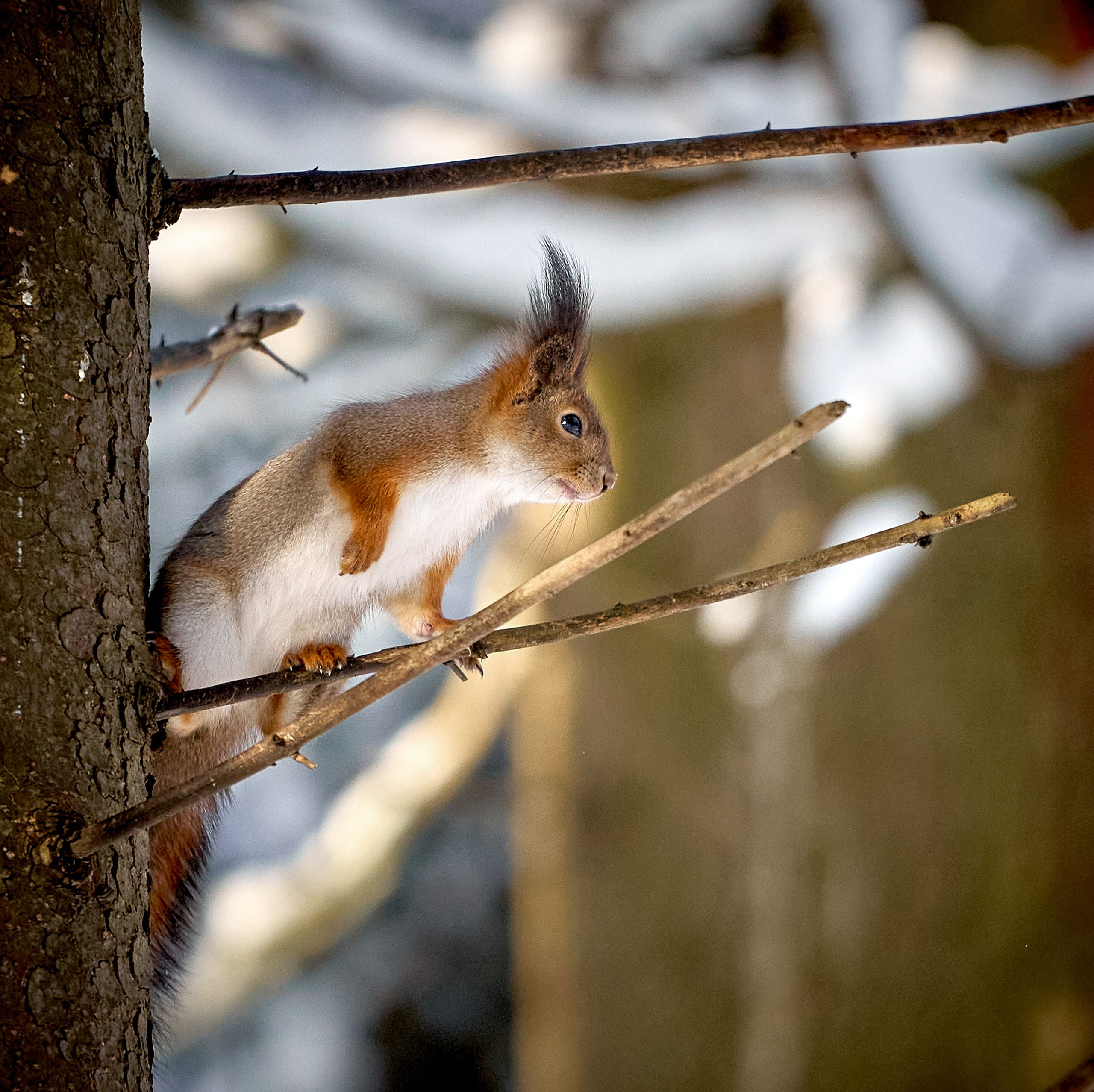 Животные — галерея NATRIEL