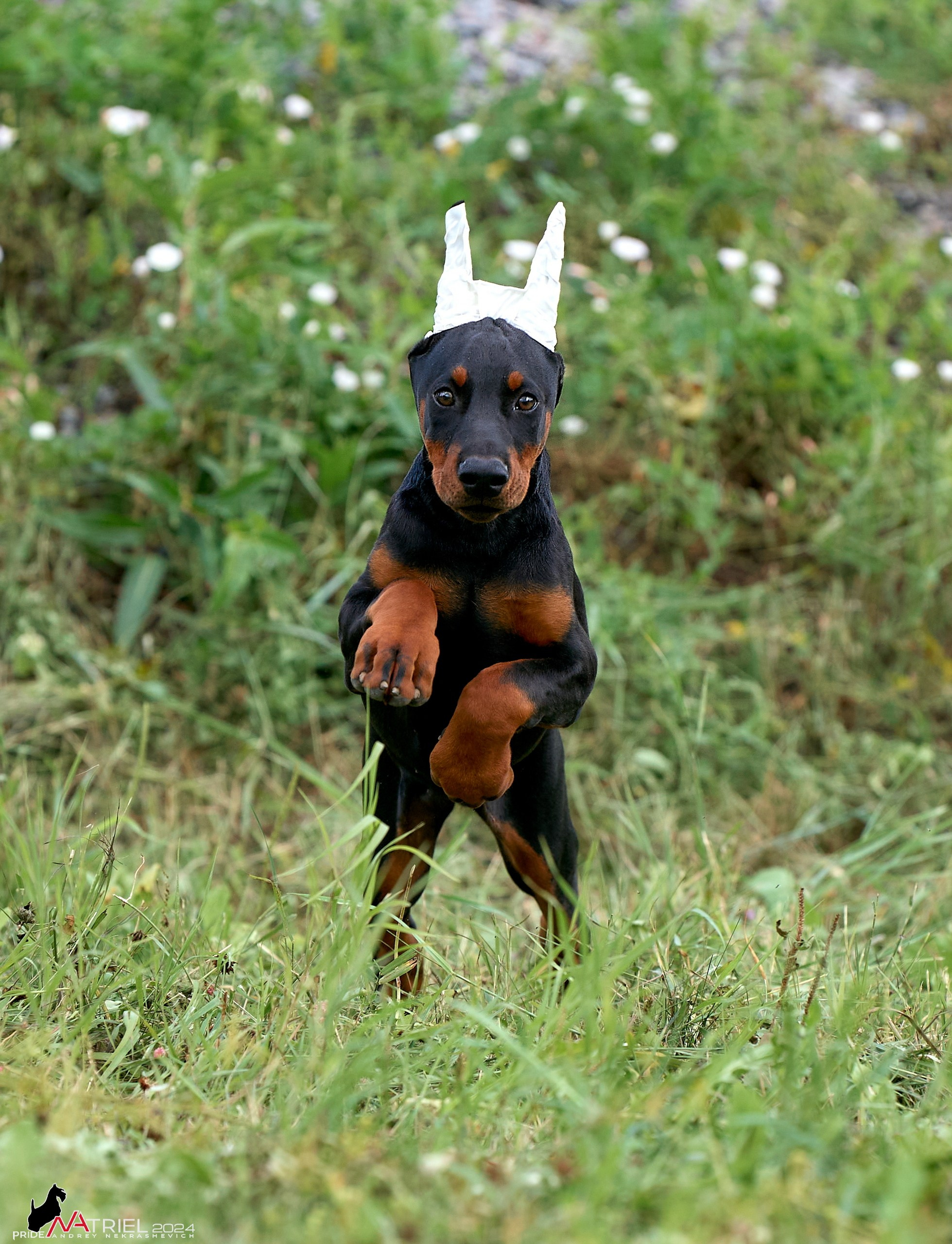 Съемка щенков доберманы