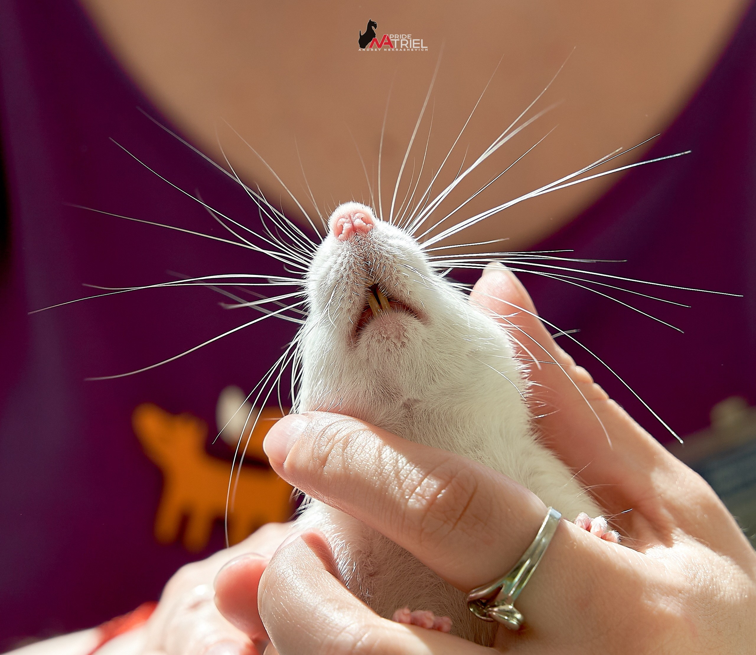 Животные — галерея NATRIEL