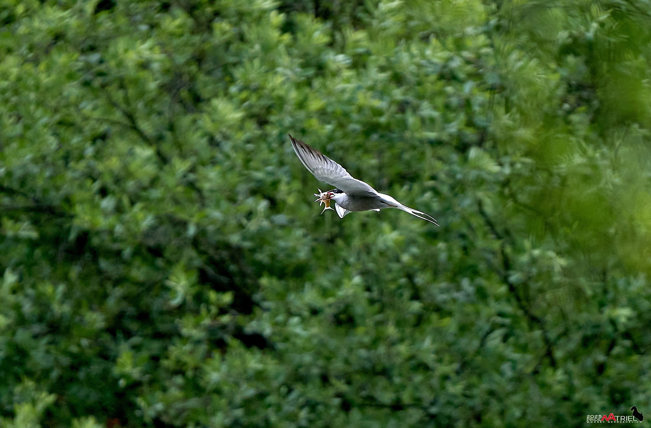 Съемка в парке на воде