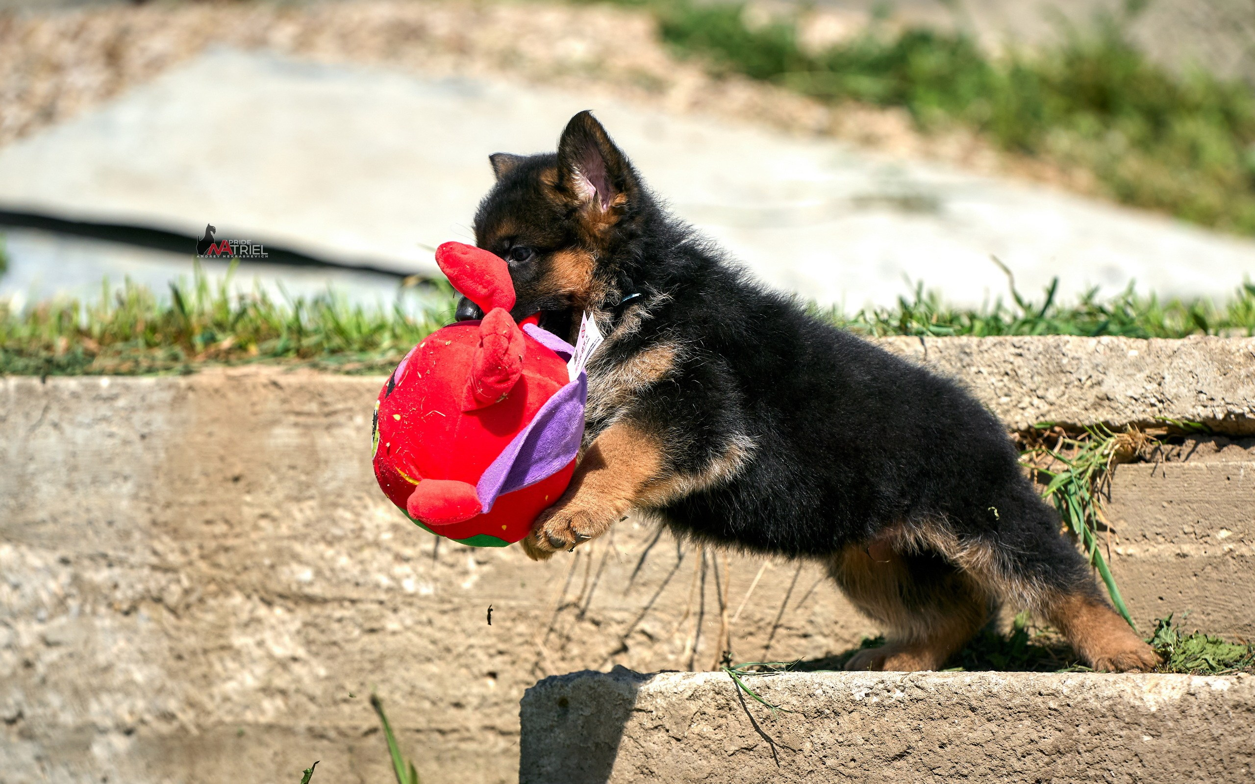 Щенки на прогулке — галерея NATRIEL