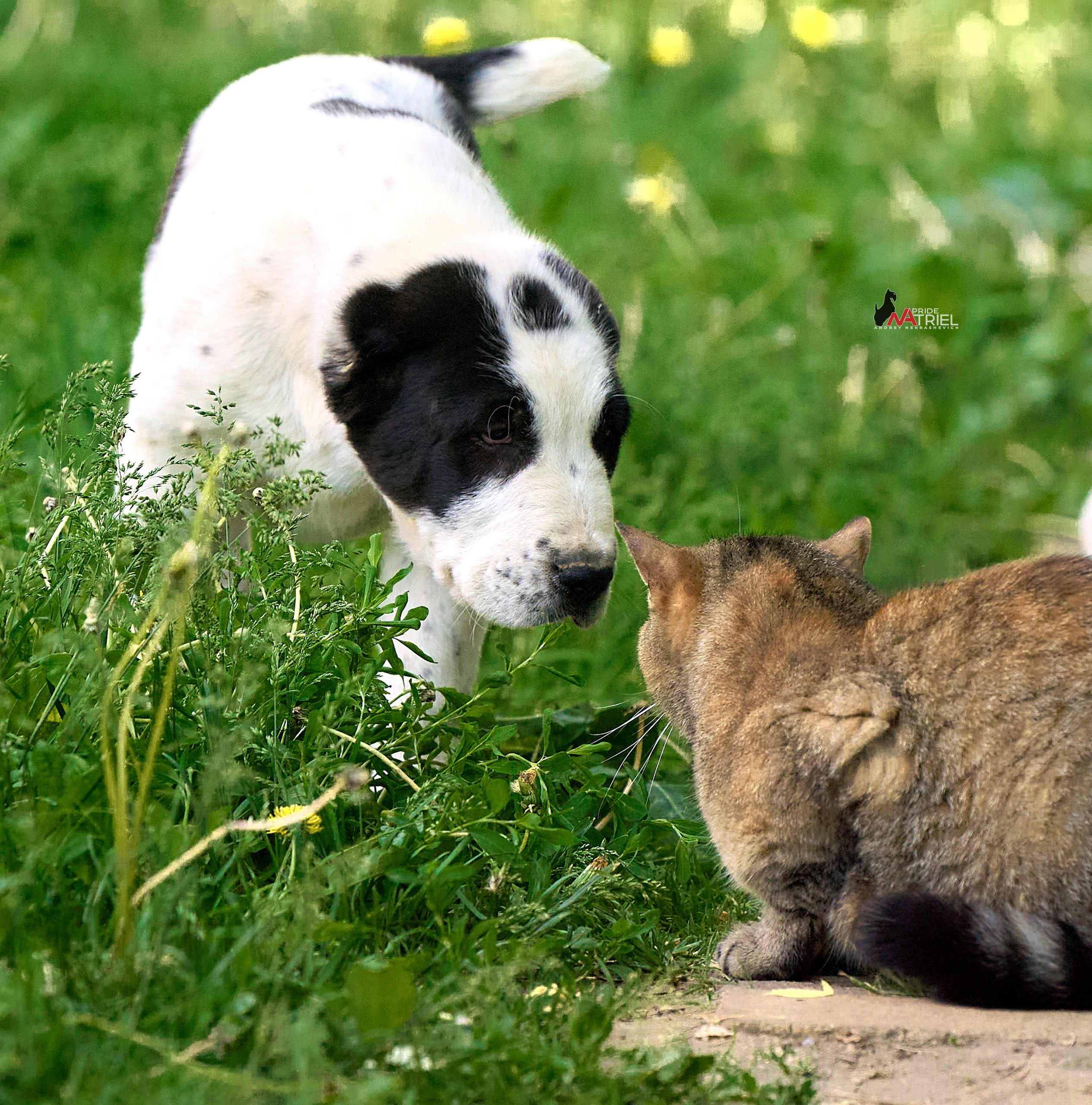 Щенки на прогулке — галерея NATRIEL