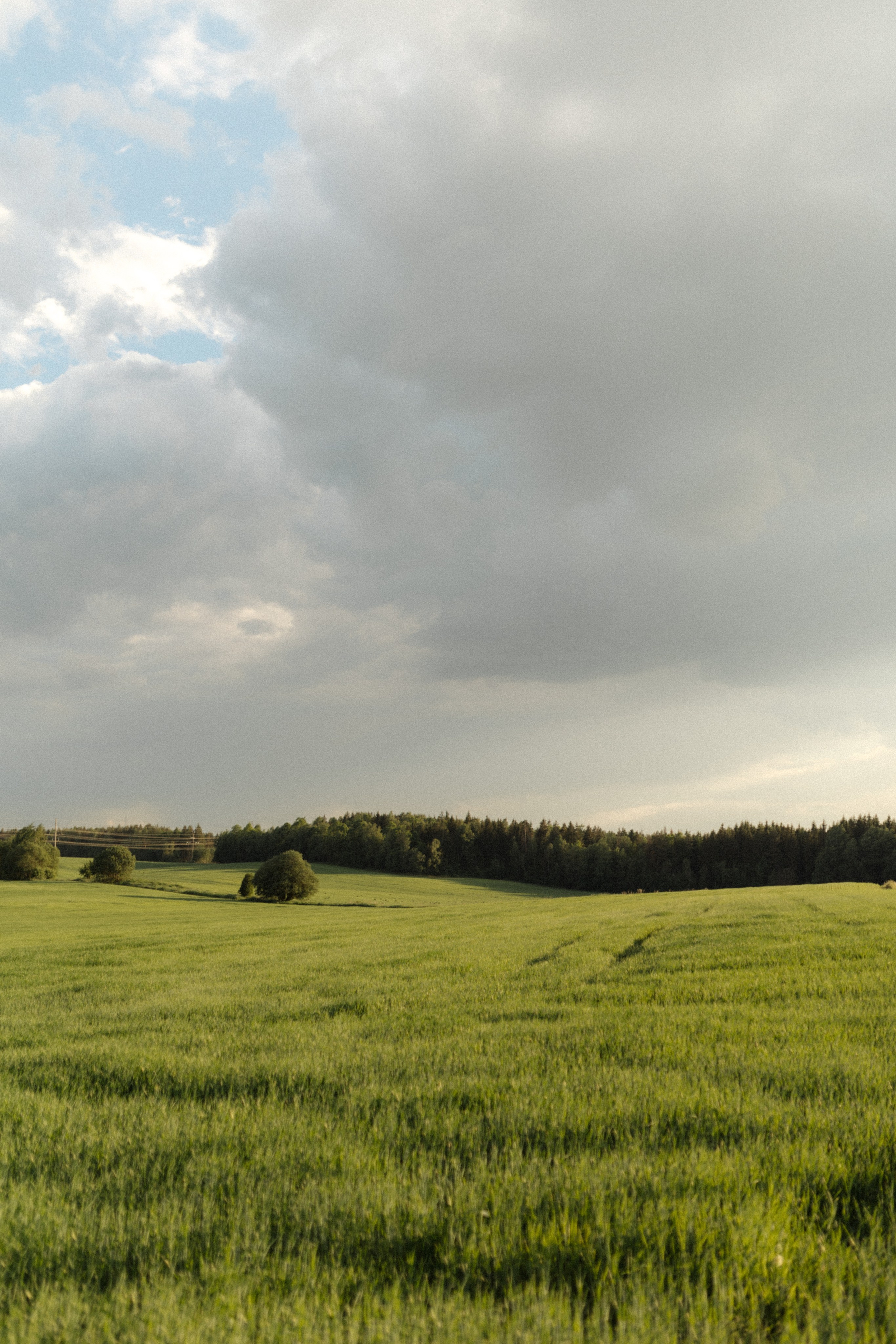 Алина и Левинский. Семейный фотограф Земскова Евгения