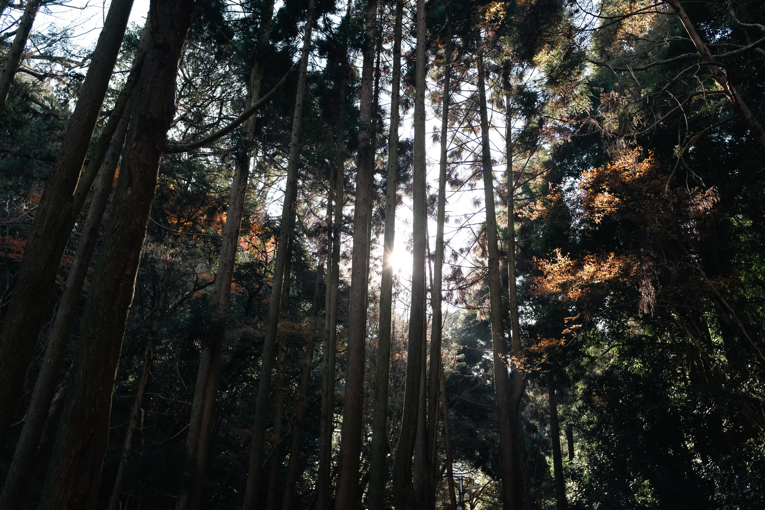 Nature. Regina Platonova