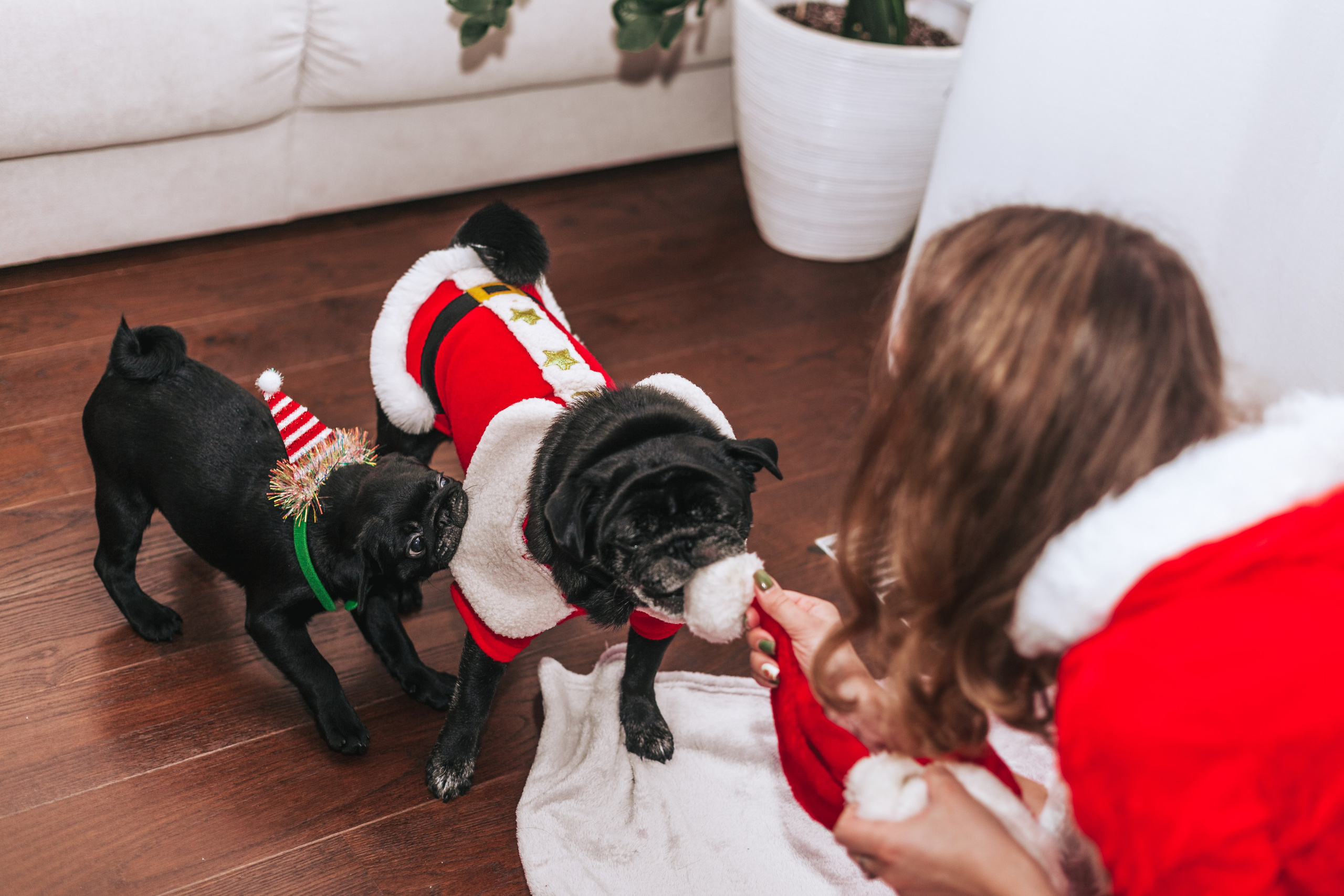 Домашняя фотосессия Оли и двух ее мопсов. Фотограф-анималист Татьяна Степанова
