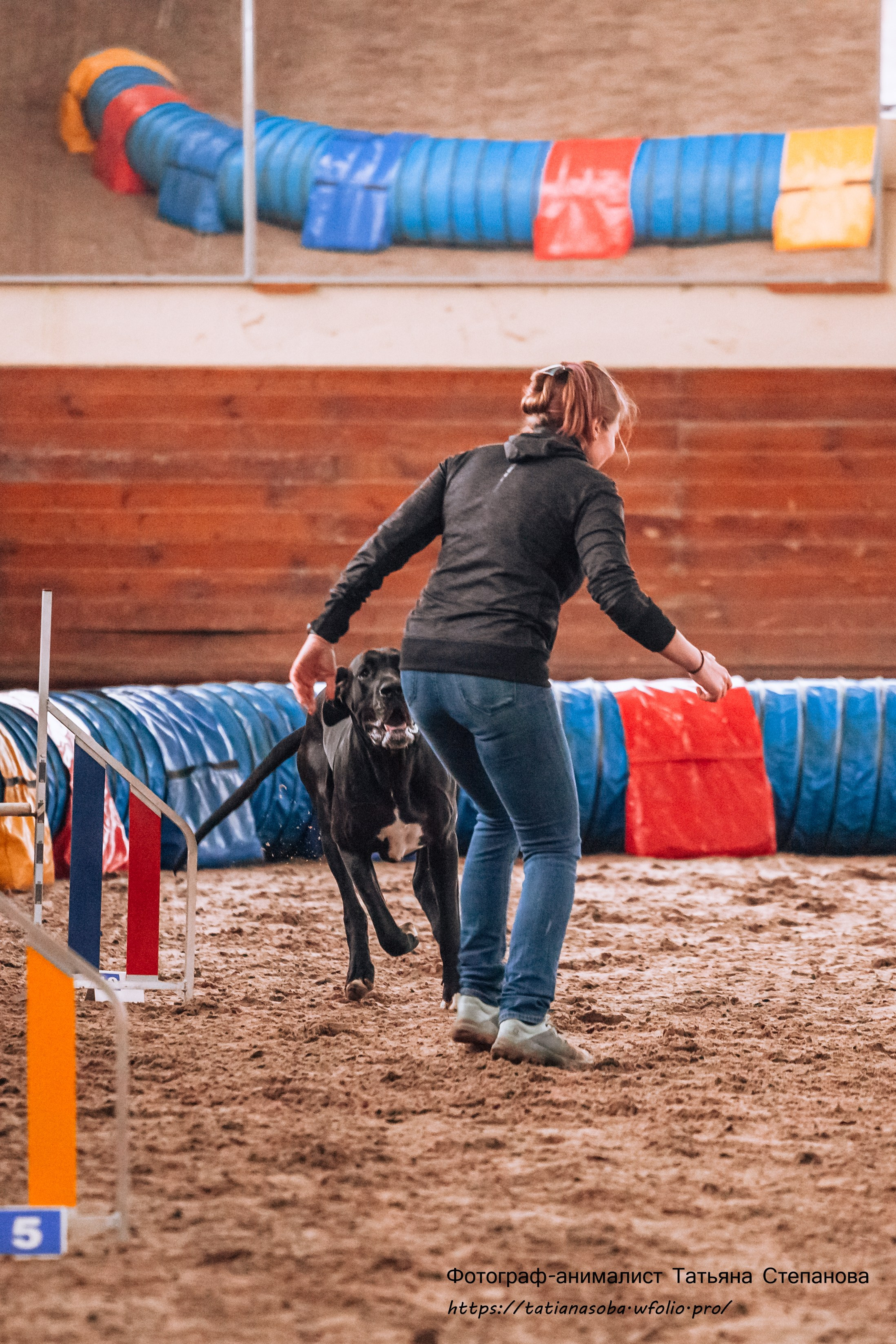 Соревнования по Аджилити 25.02.2024. Фотограф-анималист Татьяна Степанова