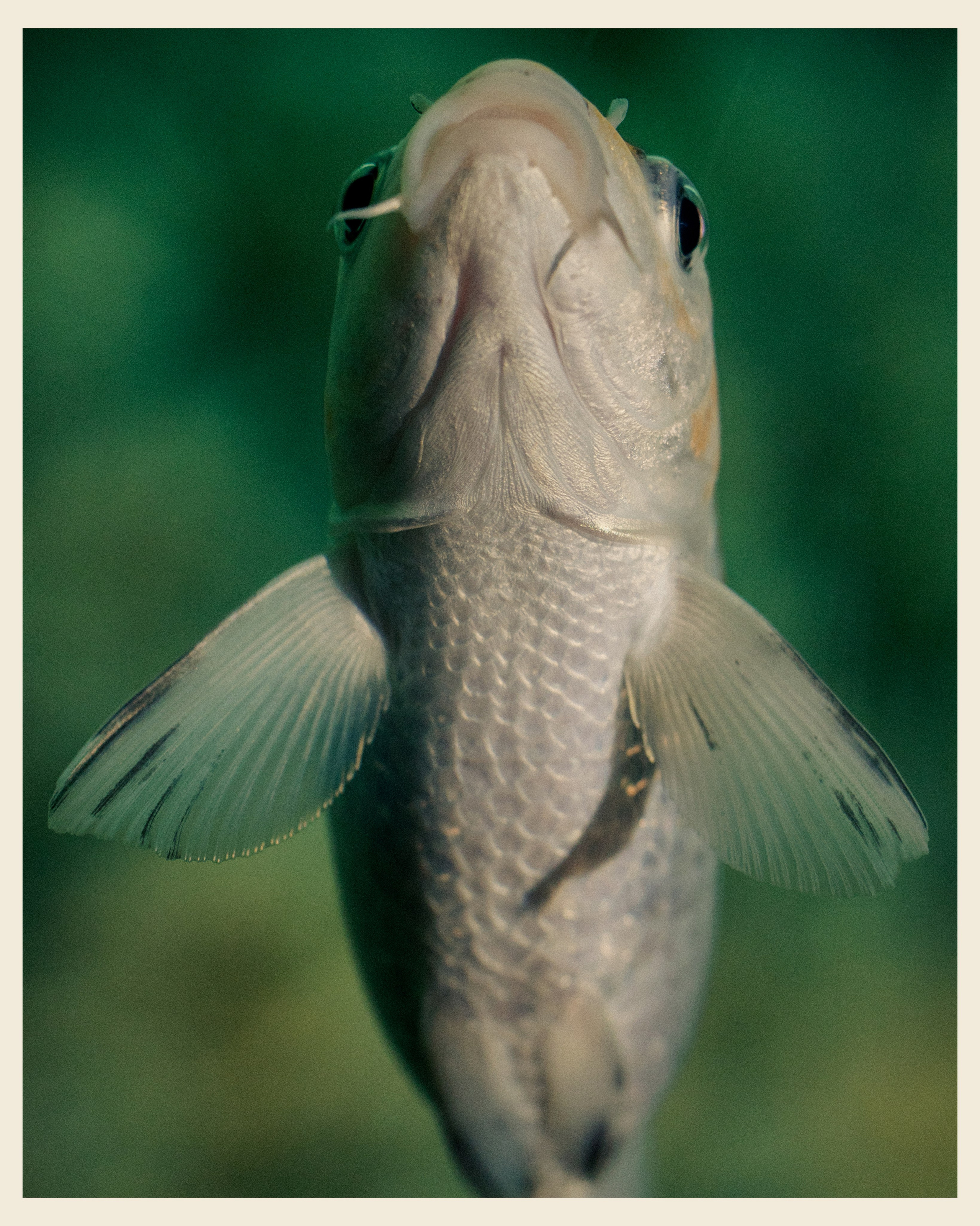 AILAND x VANO. Ivan Petrov photographer