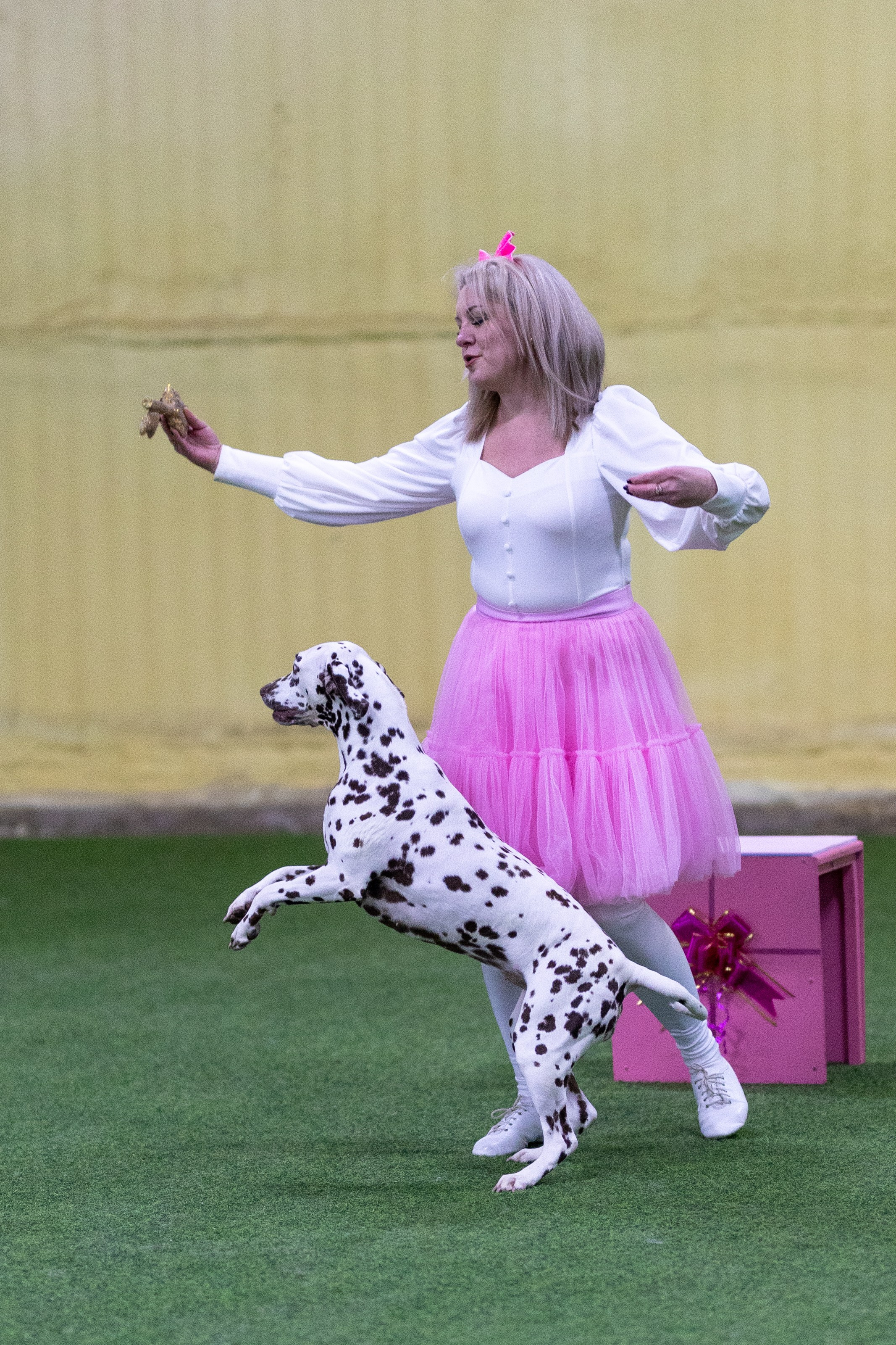 Соревнования танцы. Фотограф-анималист в Москве Кириллова Татьяна