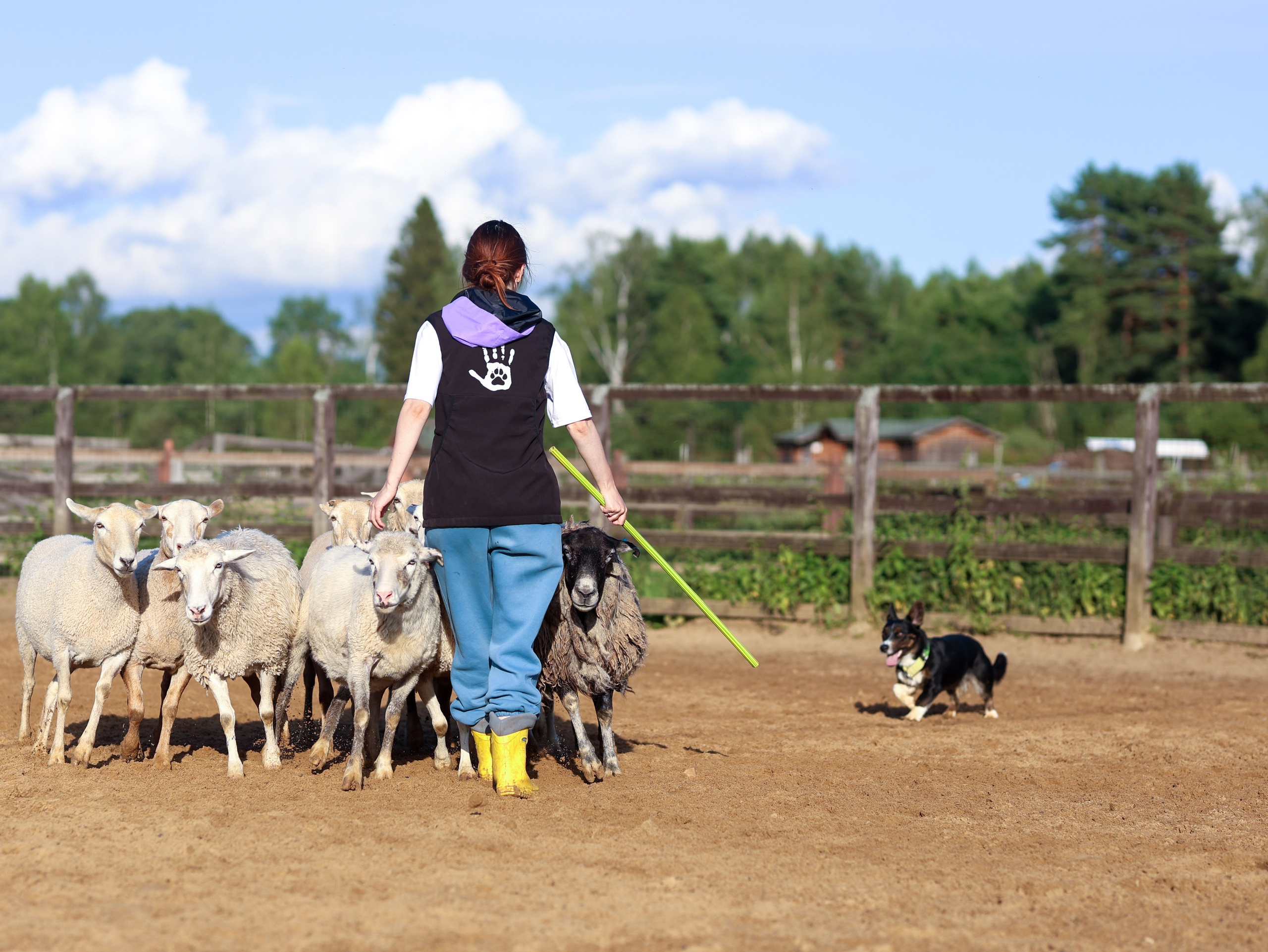 Пастьба. Фотограф-анималист в Москве Кириллова Татьяна