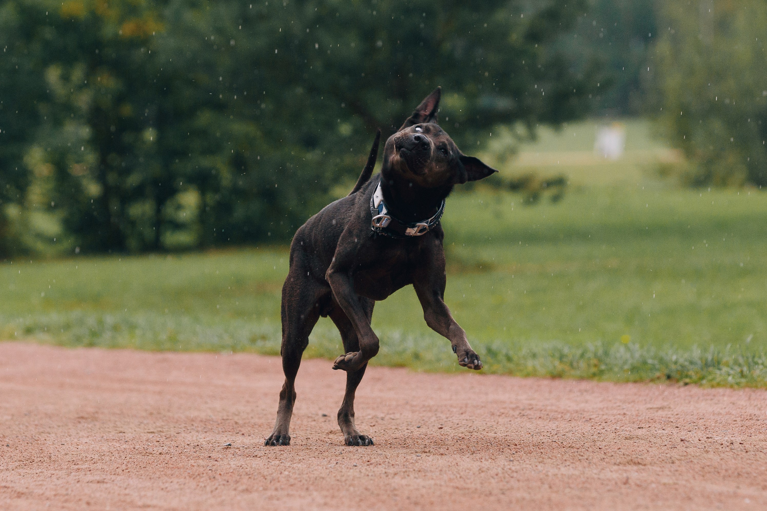 Рэкс, Лена и Вова в Мещерском. Фотограф анималист Кристина Карпова, Москва