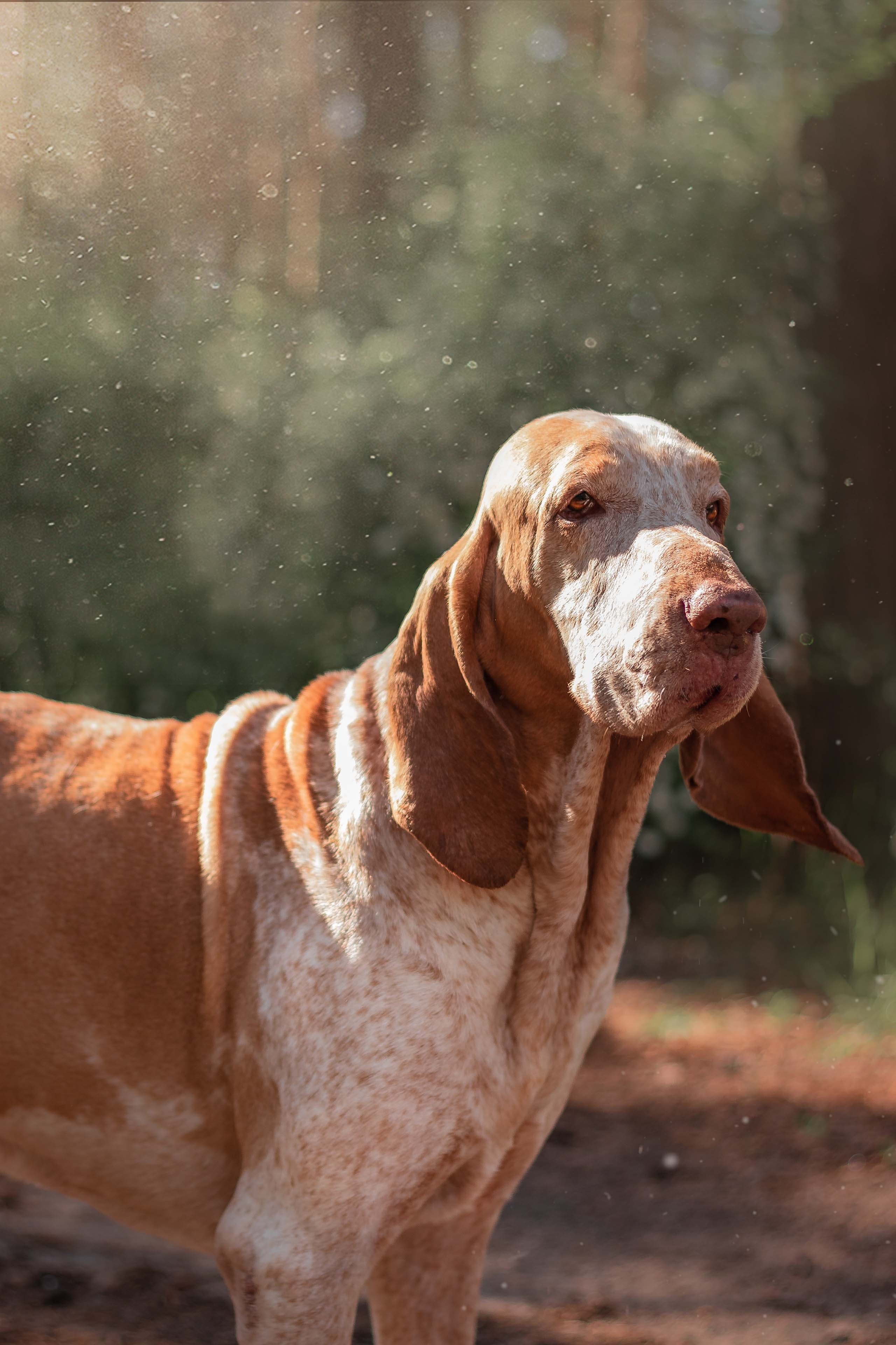 Портфолио фотографа-анималиста из Воронежа Алины Ивановой. Фотограф — анималист Алина Иванова