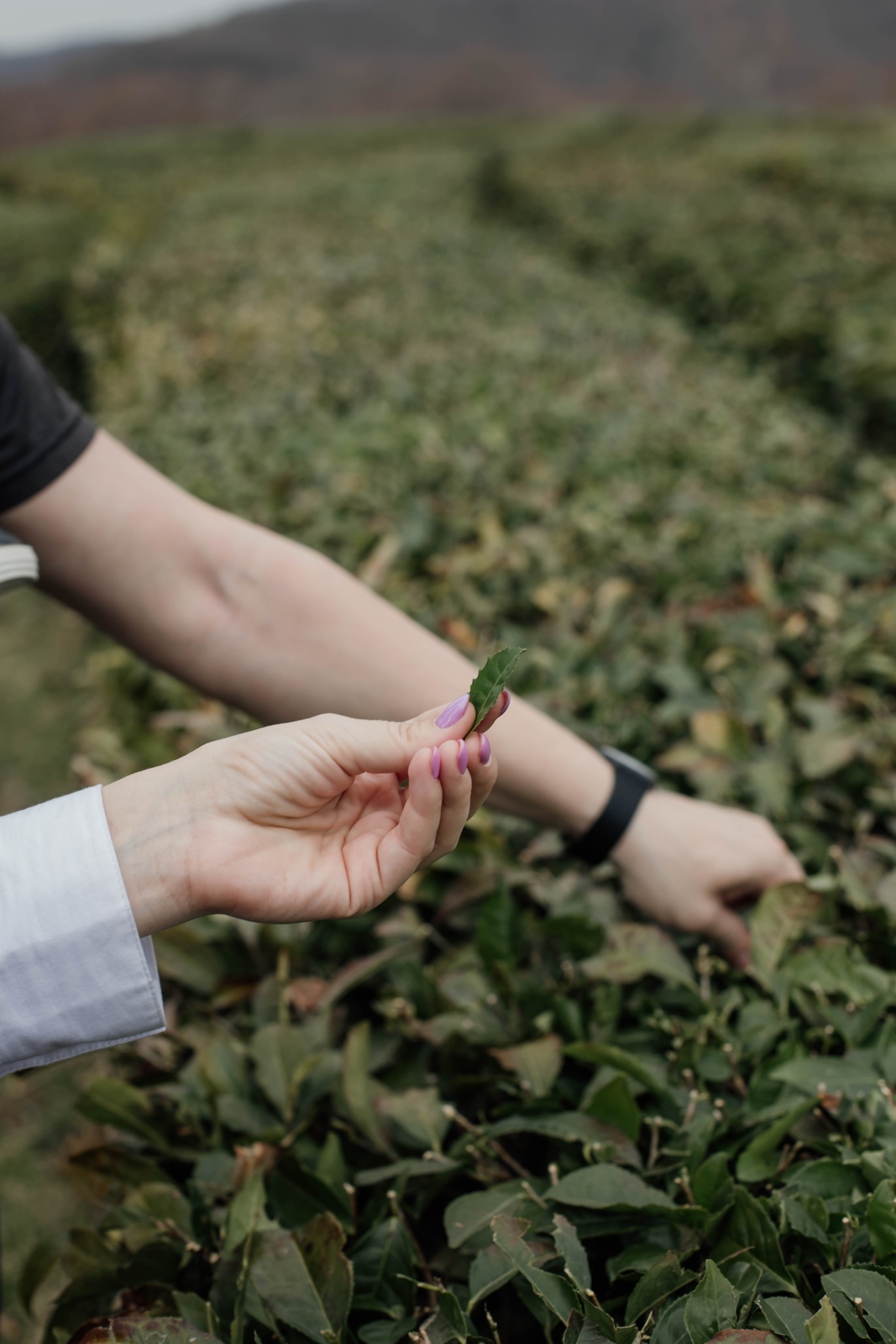 Дарья с семьей. Свадебный, семейный, детский фотограф в Сочи Виолетта Александрова