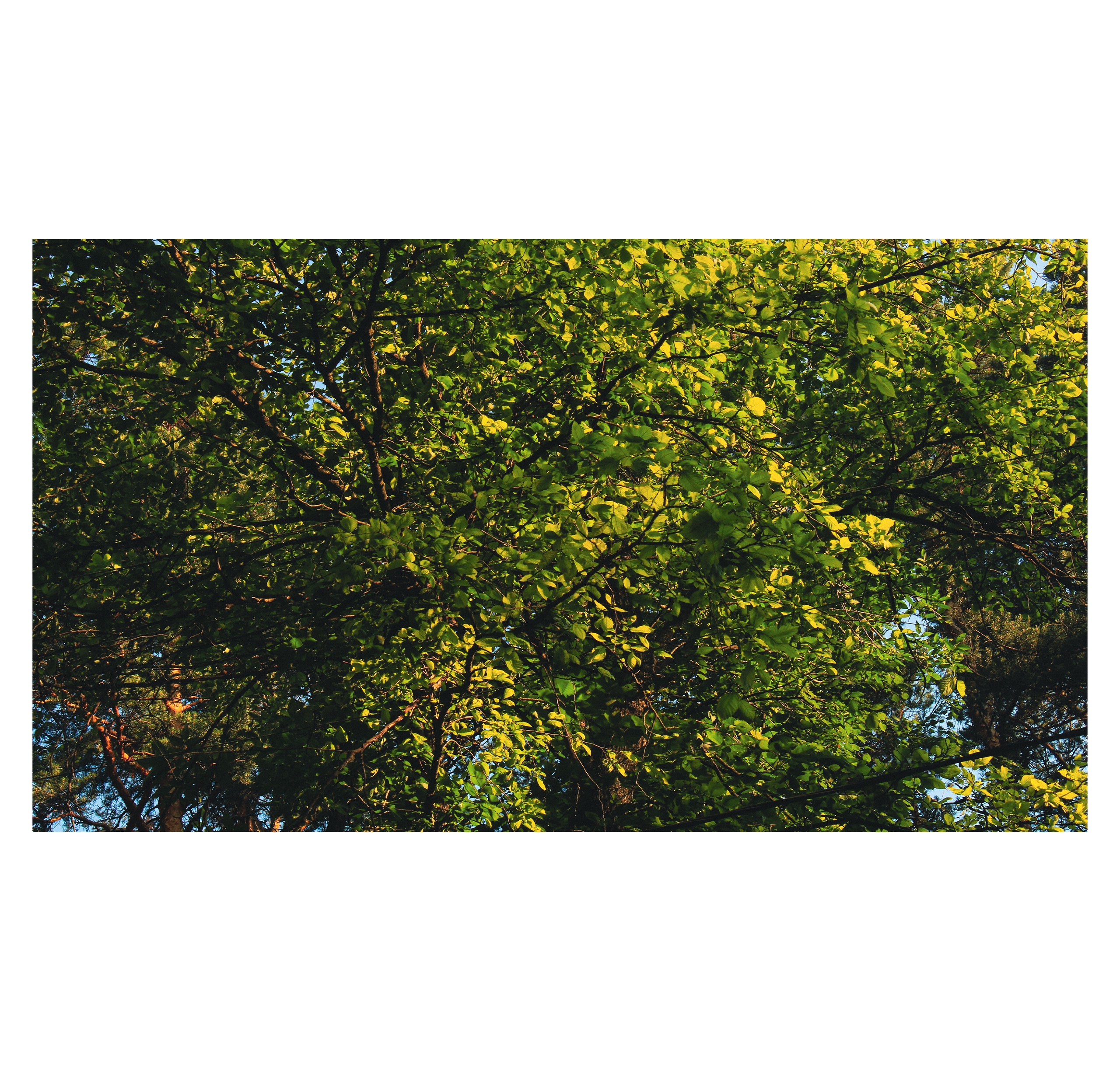 Summertime. Фотограф/дизайнер в Екатеринбурге Хитрый Дмитрий